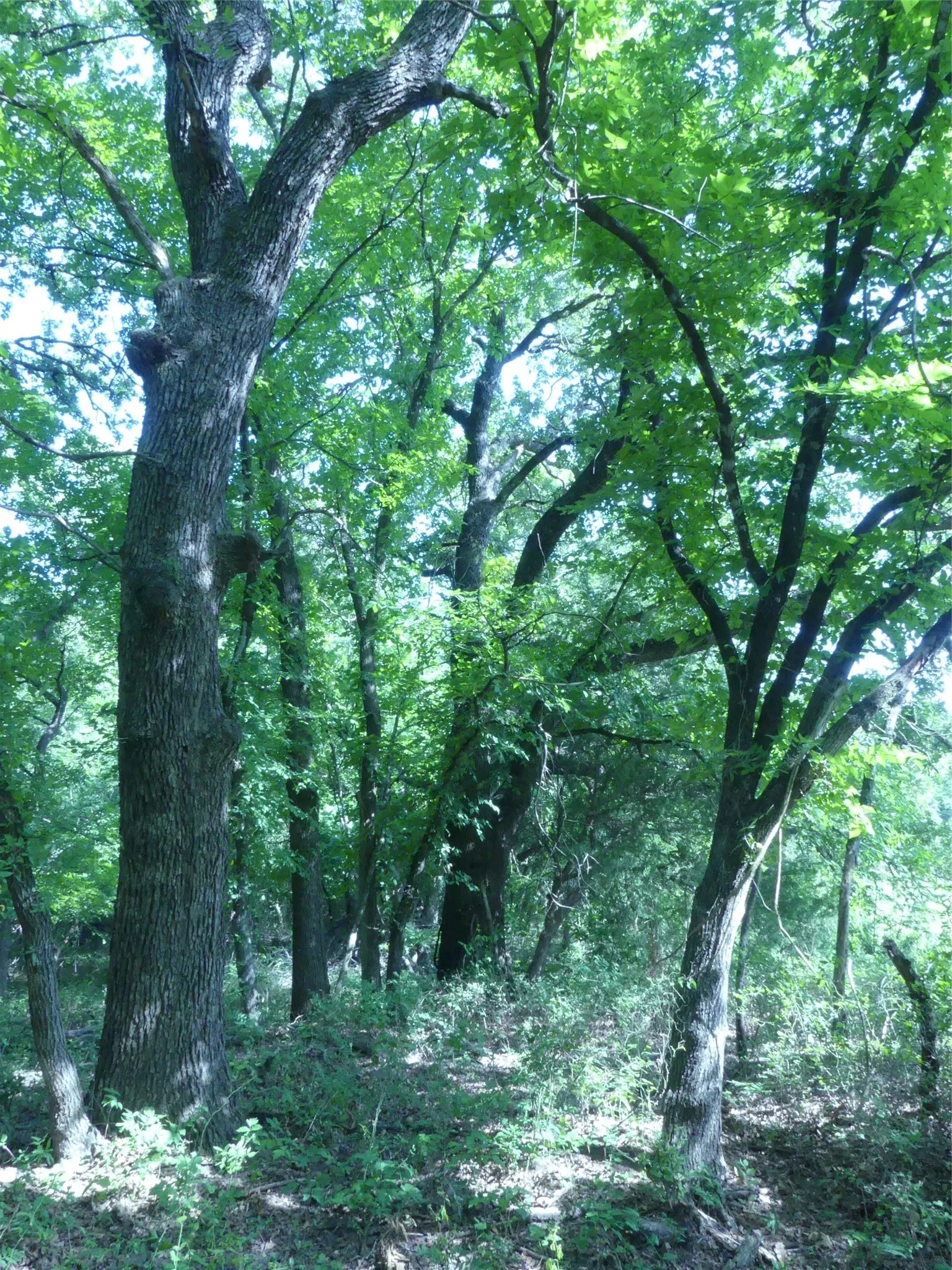 Unimproved Land For Sale in Montague County , 1691 W Alamo Road, Bowie, Texas 76230, 0, 0, Garage spaces, 0 Sqft, built in 0, mls#21332827, Real Estate Agent in Bowie, Homes For Sale in Montague county, Homes For Sale in Bowie, Realtor in Bowie Texas, Real Estate Brokerage Independent Realty Texas, Luminita Cordes Realtor