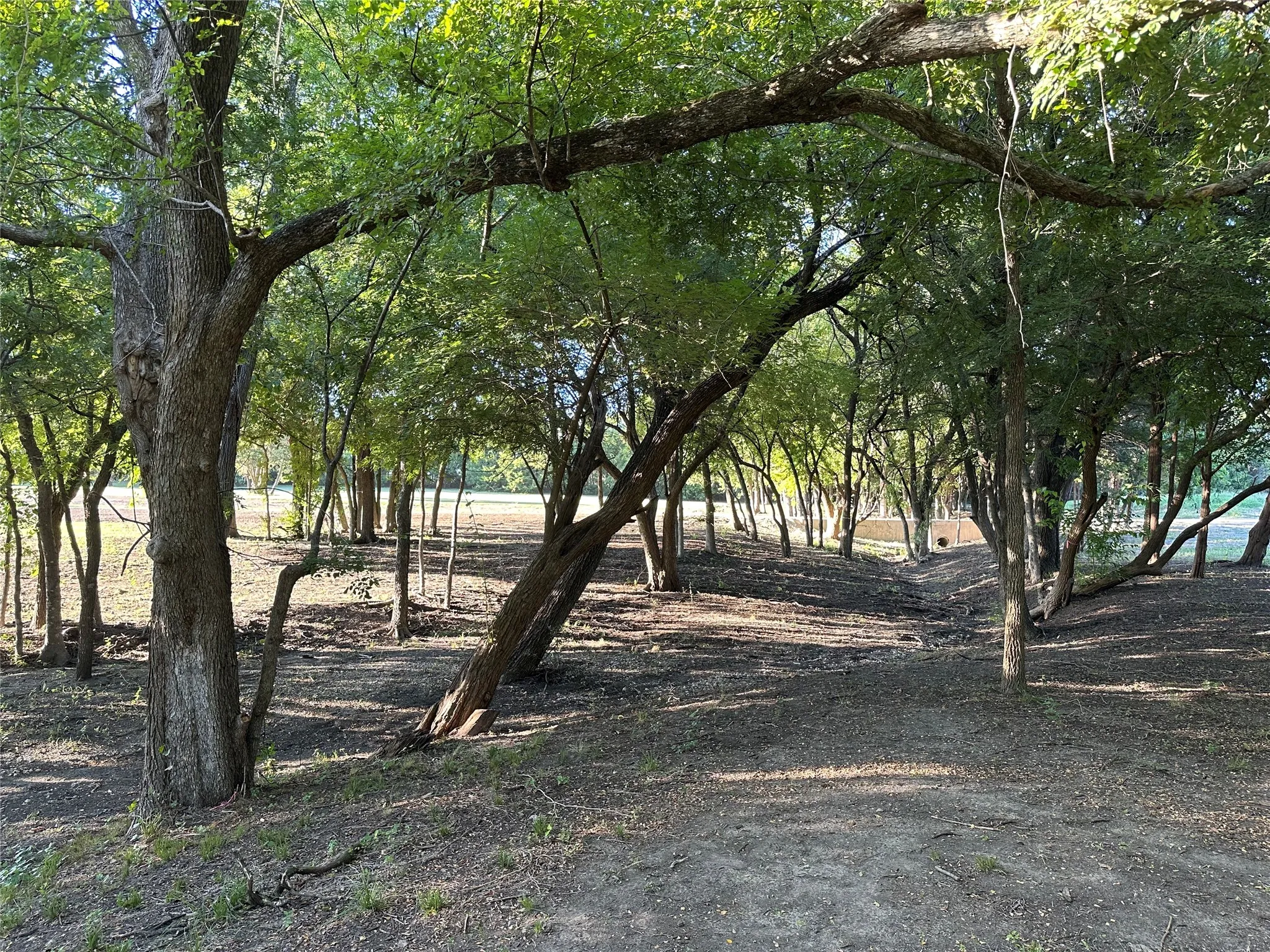 Small creek through the trees.