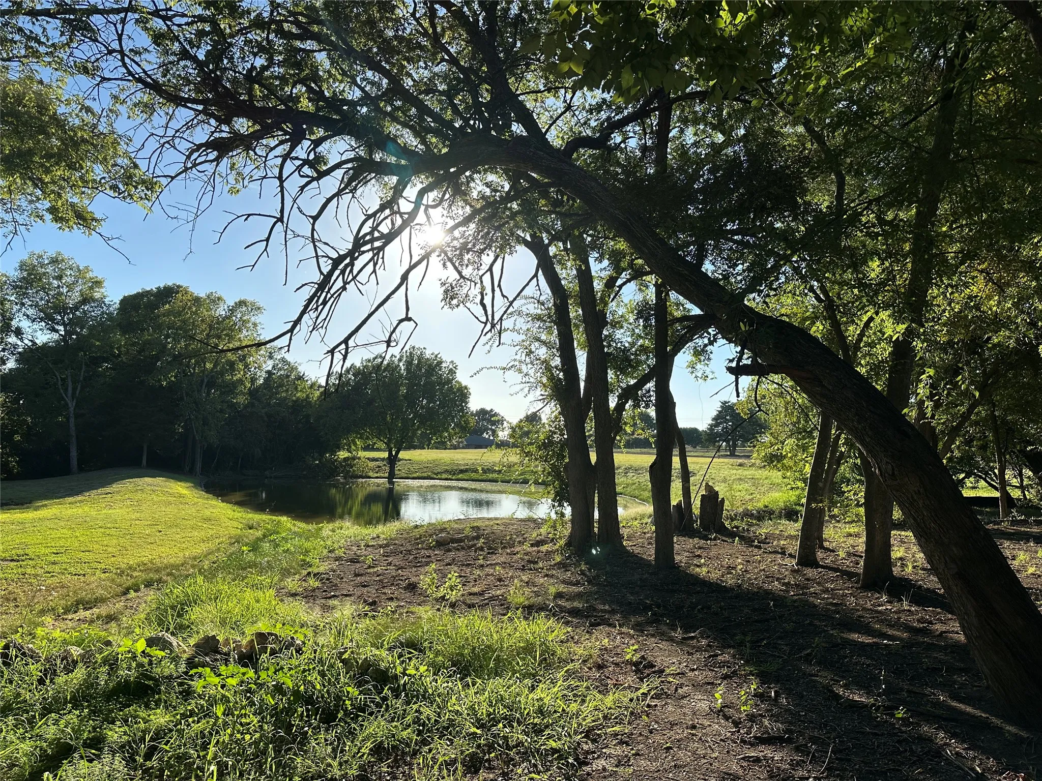 View of nature from the back side of the pond.