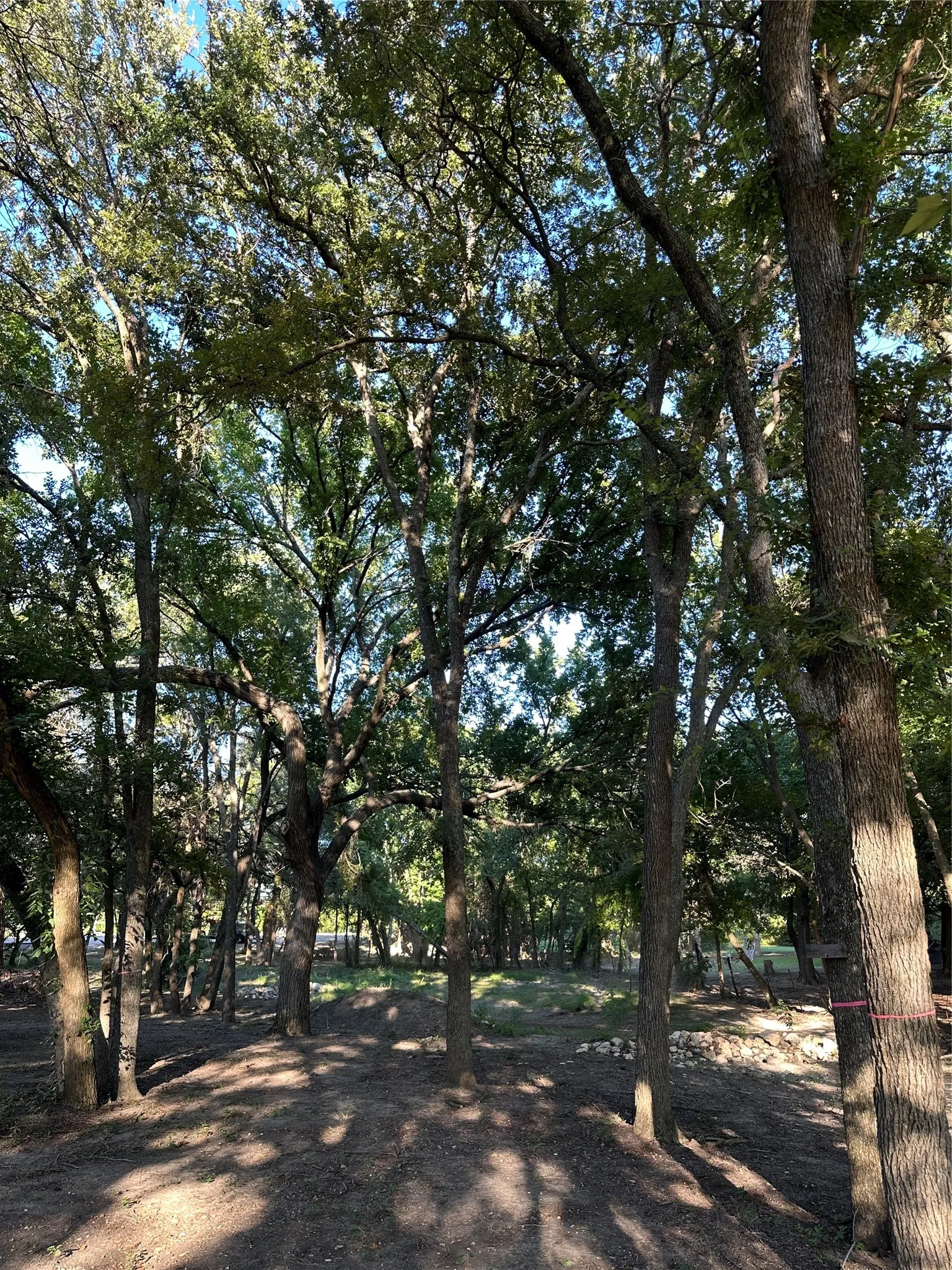 Beautiful Elm Trees.