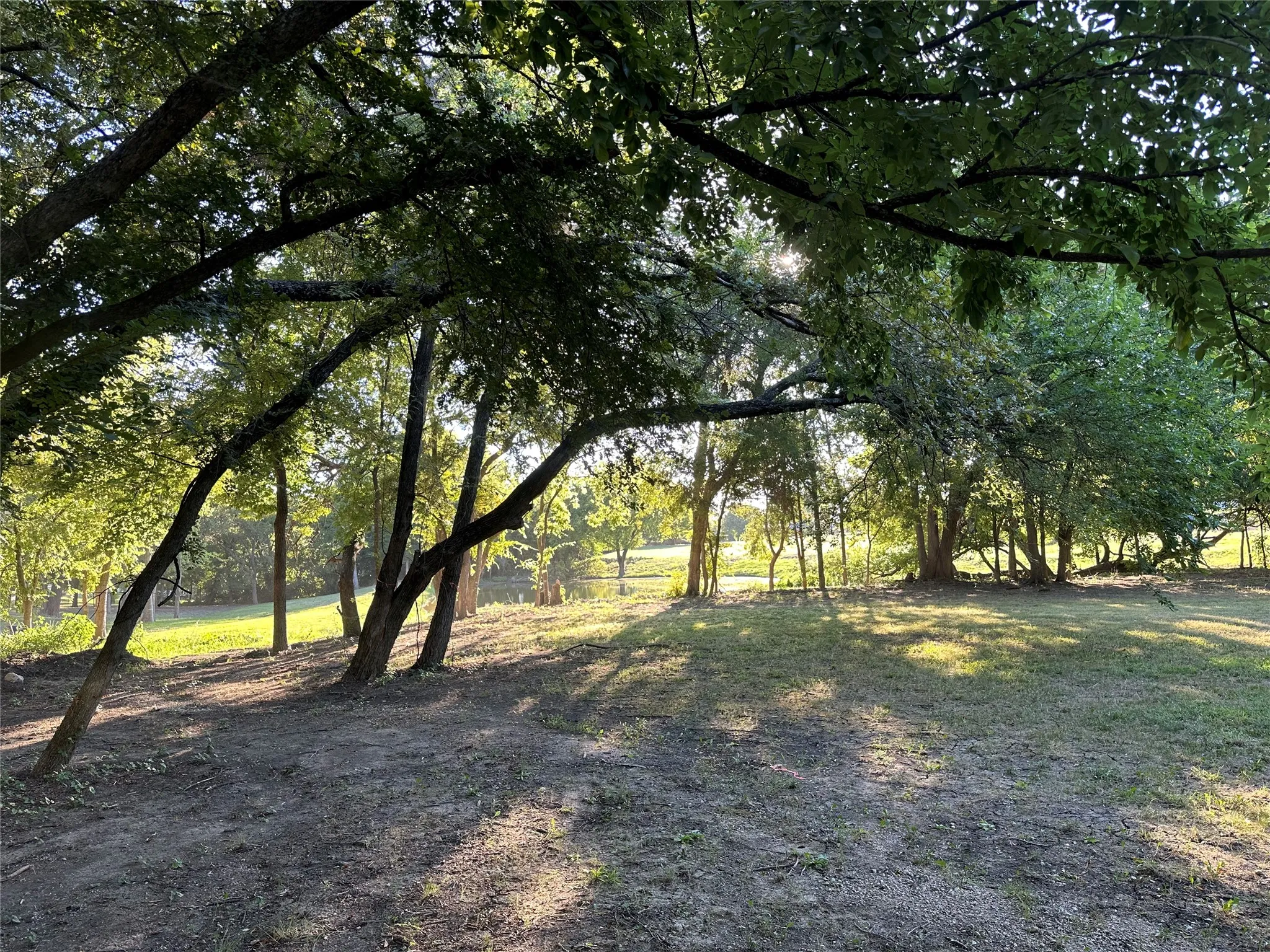 View behind tree-line.