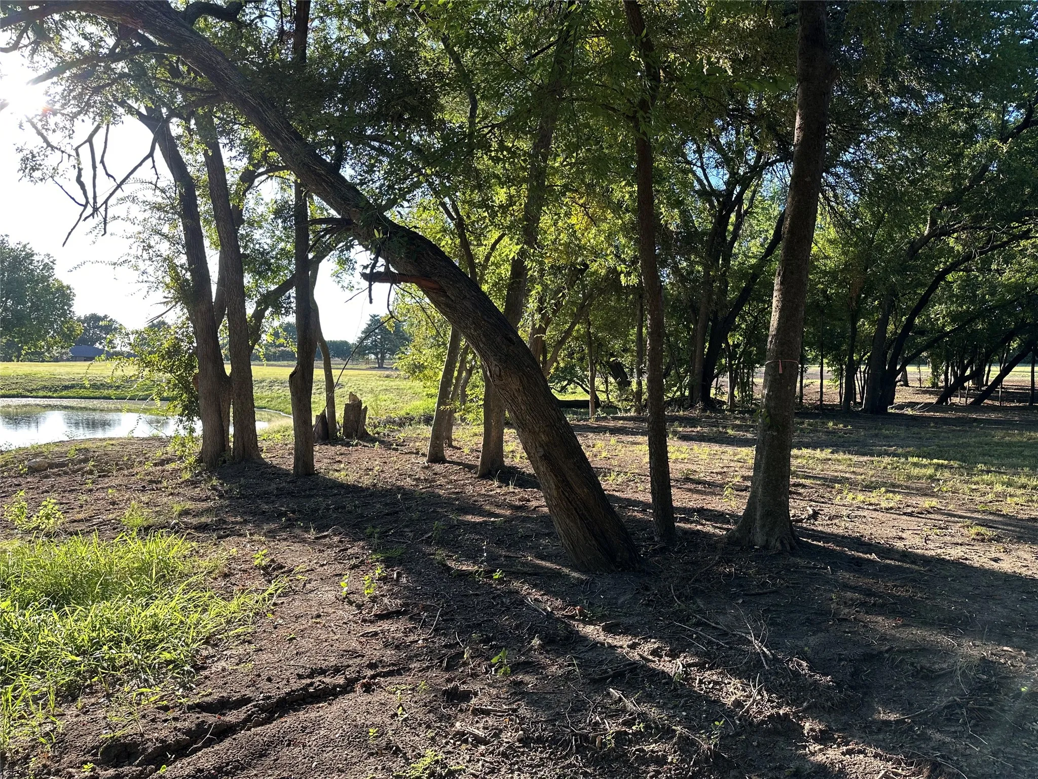 View of nature from the back side of the pond.