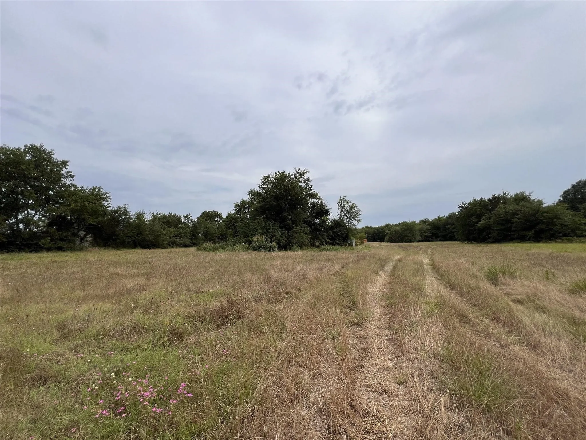 Expansive open field featuring a natural grass landscape, scattered wildflowers, and mature tree lines bordering the property