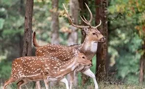 Exotic Axis Deer