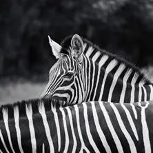 Free roaming zebras...will they wander to your yard today?