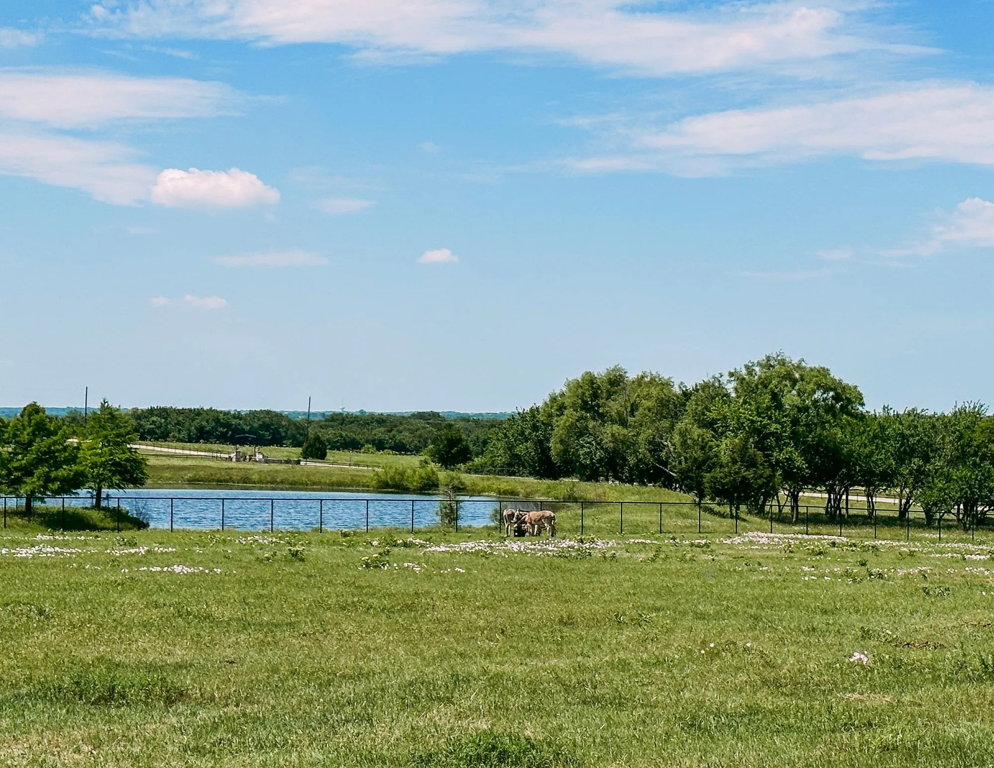 Pond view behind Equestrian Farms