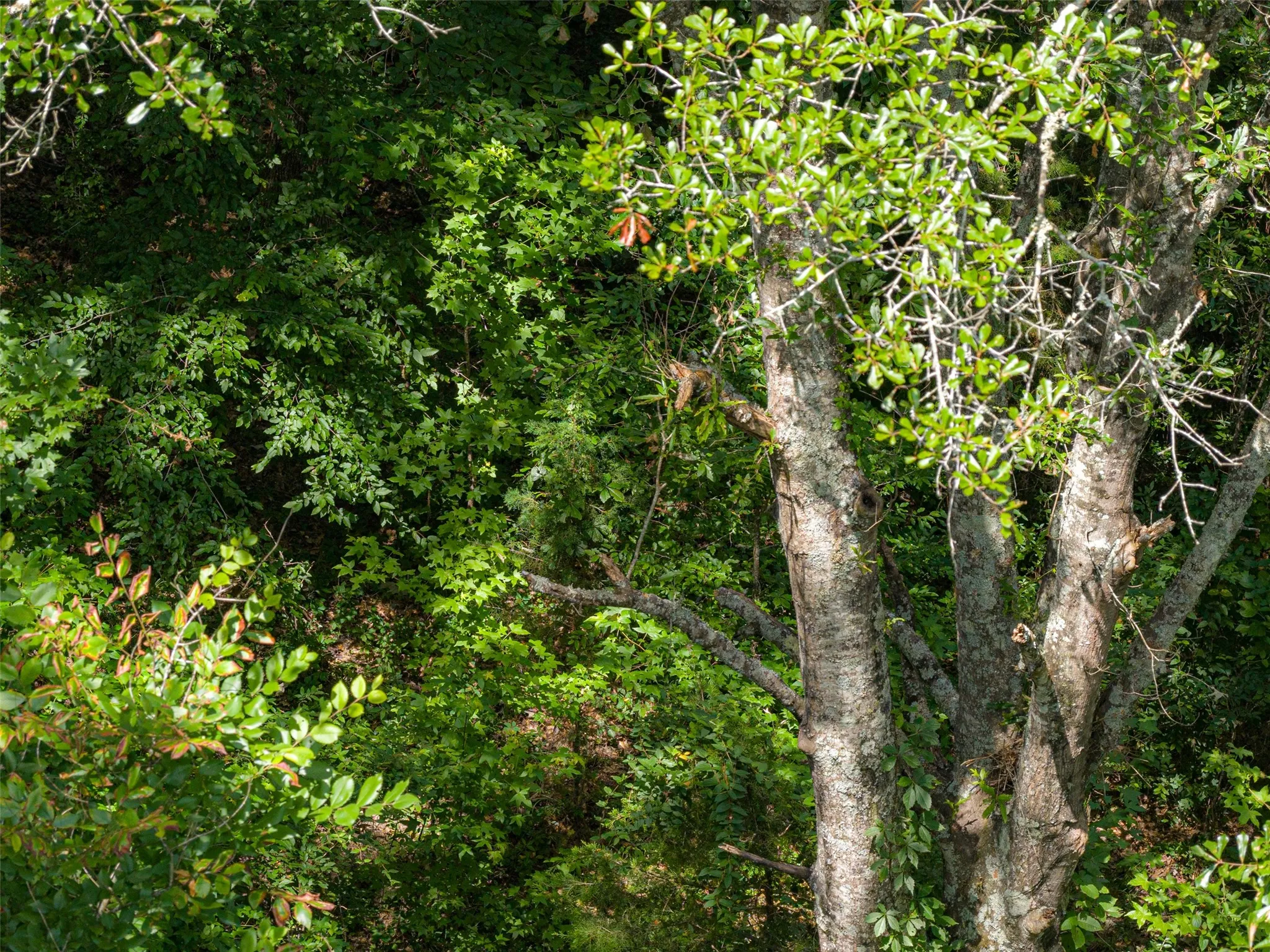 Unimproved Land For Sale in Panola County , 0 CR 3154, De Berry, Texas 75639, 0, 0, Garage spaces, 0 Sqft, built in 0, mls#21334256, Real Estate Agent in De Berry, Homes For Sale in Panola county, Homes For Sale in De Berry, Realtor in De Berry Texas, Real Estate Brokerage Independent Realty Texas, Luminita Cordes Realtor