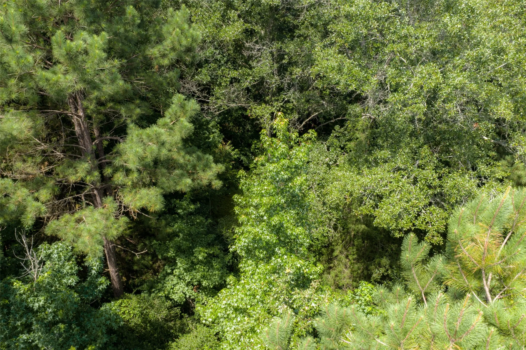 Unimproved Land For Sale in Panola County , 0 CR 3154, De Berry, Texas 75639, 0, 0, Garage spaces, 0 Sqft, built in 0, mls#21334256, Real Estate Agent in De Berry, Homes For Sale in Panola county, Homes For Sale in De Berry, Realtor in De Berry Texas, Real Estate Brokerage Independent Realty Texas, Luminita Cordes Realtor