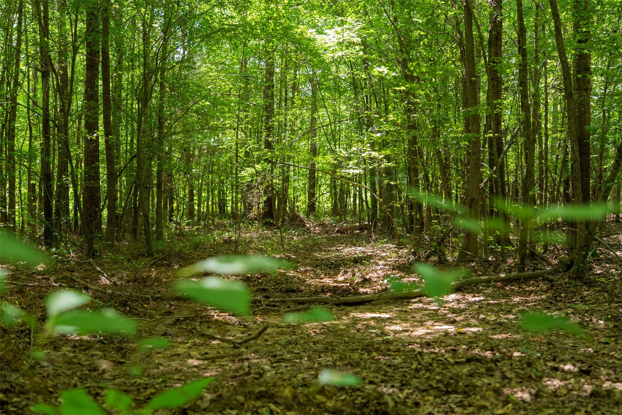 Unimproved Land For Sale in Panola County , 0 CR 3154, De Berry, Texas 75639, 0, 0, Garage spaces, 0 Sqft, built in 0, mls#21334256, Real Estate Agent in De Berry, Homes For Sale in Panola county, Homes For Sale in De Berry, Realtor in De Berry Texas, Real Estate Brokerage Independent Realty Texas, Luminita Cordes Realtor
