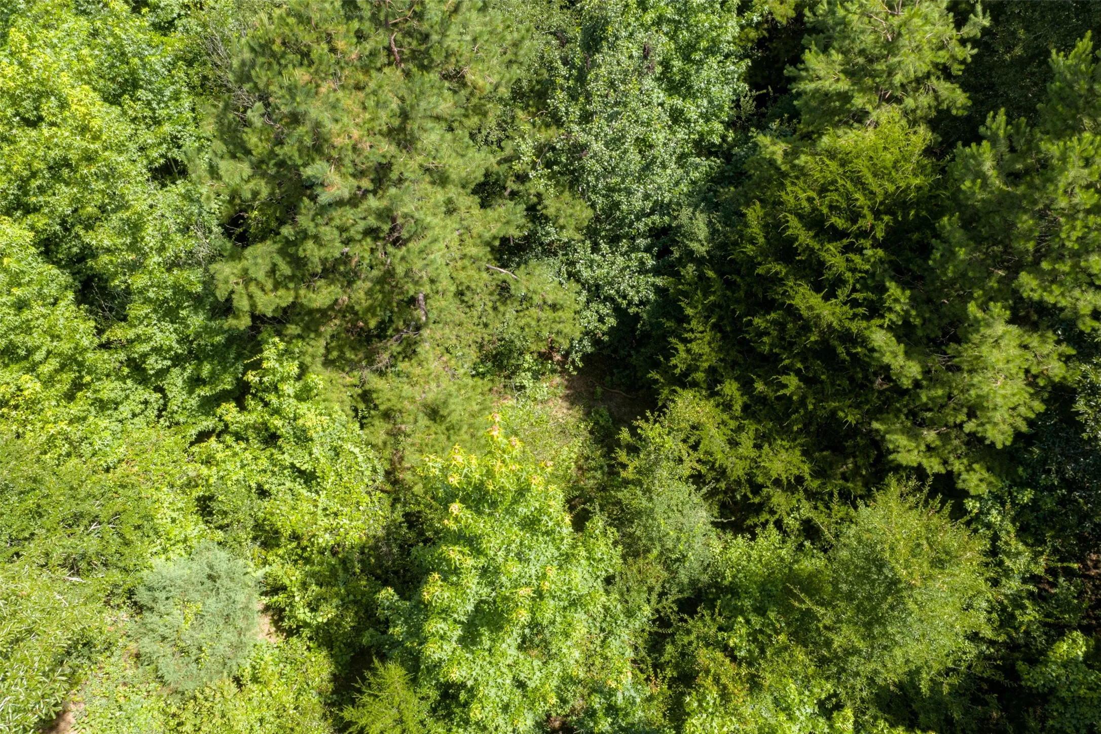 Unimproved Land For Sale in Panola County , 0 CR 3154, De Berry, Texas 75639, 0, 0, Garage spaces, 0 Sqft, built in 0, mls#21334256, Real Estate Agent in De Berry, Homes For Sale in Panola county, Homes For Sale in De Berry, Realtor in De Berry Texas, Real Estate Brokerage Independent Realty Texas, Luminita Cordes Realtor