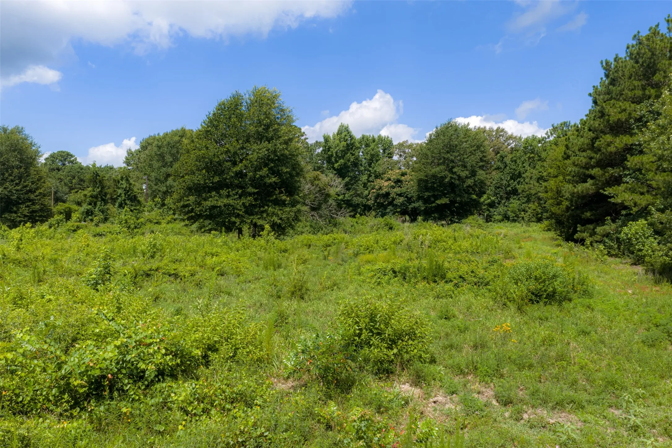 Unimproved Land For Sale in Panola County , 0 CR 3154, De Berry, Texas 75639, 0, 0, Garage spaces, 0 Sqft, built in 0, mls#21334256, Real Estate Agent in De Berry, Homes For Sale in Panola county, Homes For Sale in De Berry, Realtor in De Berry Texas, Real Estate Brokerage Independent Realty Texas, Luminita Cordes Realtor
