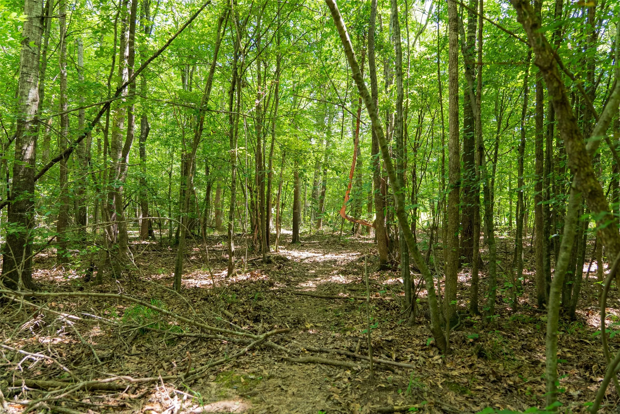 Unimproved Land For Sale in Panola County , 0 CR 3154, De Berry, Texas 75639, 0, 0, Garage spaces, 0 Sqft, built in 0, mls#21334256, Real Estate Agent in De Berry, Homes For Sale in Panola county, Homes For Sale in De Berry, Realtor in De Berry Texas, Real Estate Brokerage Independent Realty Texas, Luminita Cordes Realtor