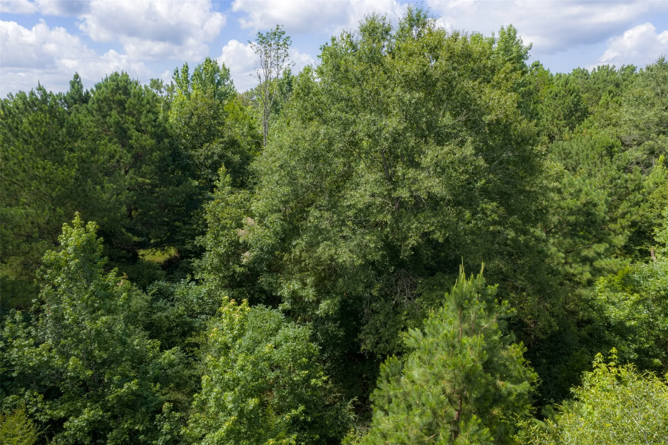 Unimproved Land For Sale in Panola County , 0 CR 3154, De Berry, Texas 75639, 0, 0, Garage spaces, 0 Sqft, built in 0, mls#21334256, Real Estate Agent in De Berry, Homes For Sale in Panola county, Homes For Sale in De Berry, Realtor in De Berry Texas, Real Estate Brokerage Independent Realty Texas, Luminita Cordes Realtor