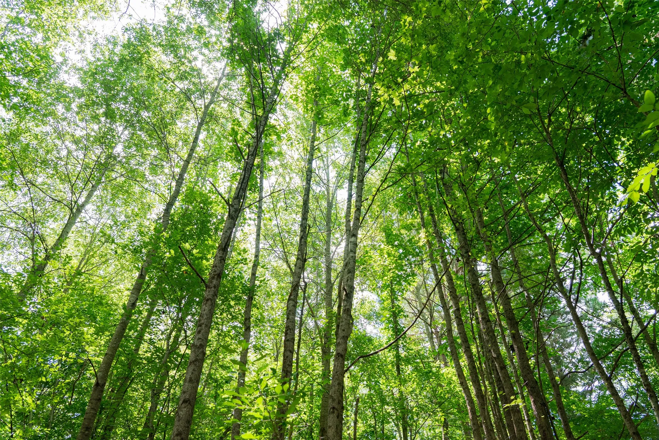 Unimproved Land For Sale in Panola County , 0 CR 3154, De Berry, Texas 75639, 0, 0, Garage spaces, 0 Sqft, built in 0, mls#21334256, Real Estate Agent in De Berry, Homes For Sale in Panola county, Homes For Sale in De Berry, Realtor in De Berry Texas, Real Estate Brokerage Independent Realty Texas, Luminita Cordes Realtor
