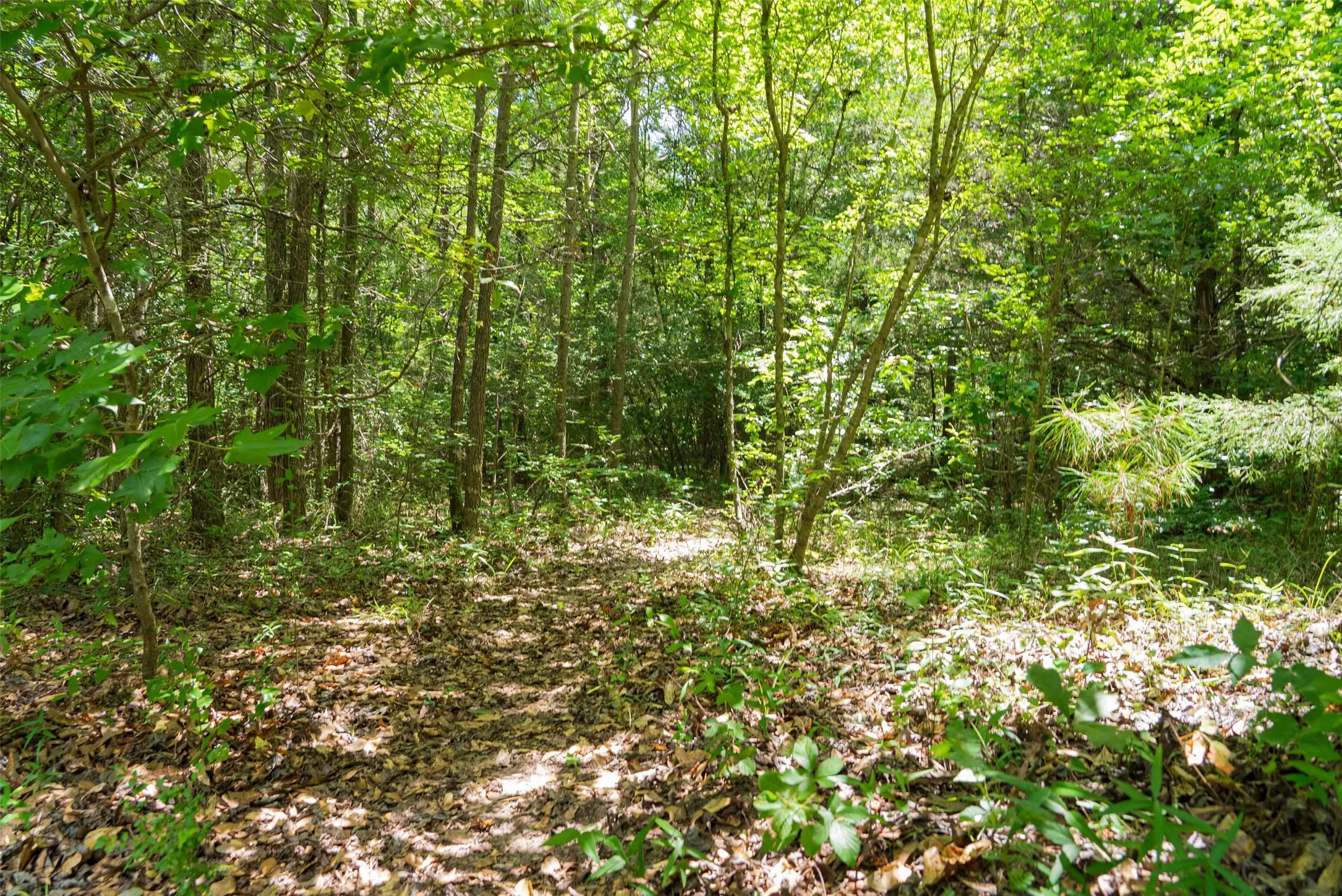 Unimproved Land For Sale in Panola County , 0 CR 3154, De Berry, Texas 75639, 0, 0, Garage spaces, 0 Sqft, built in 0, mls#21334256, Real Estate Agent in De Berry, Homes For Sale in Panola county, Homes For Sale in De Berry, Realtor in De Berry Texas, Real Estate Brokerage Independent Realty Texas, Luminita Cordes Realtor