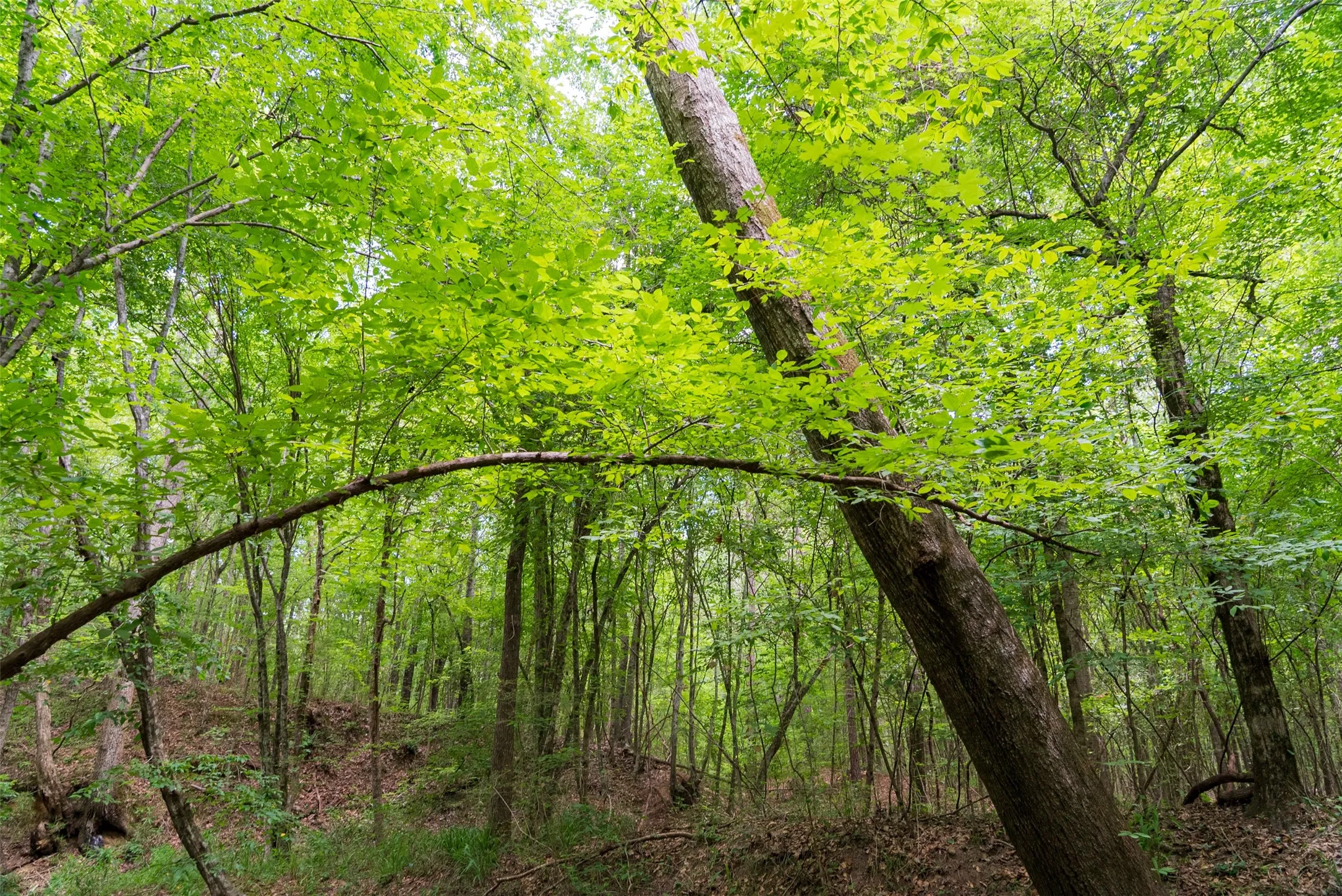 Unimproved Land For Sale in Panola County , 0 CR 3154, De Berry, Texas 75639, 0, 0, Garage spaces, 0 Sqft, built in 0, mls#21334256, Real Estate Agent in De Berry, Homes For Sale in Panola county, Homes For Sale in De Berry, Realtor in De Berry Texas, Real Estate Brokerage Independent Realty Texas, Luminita Cordes Realtor