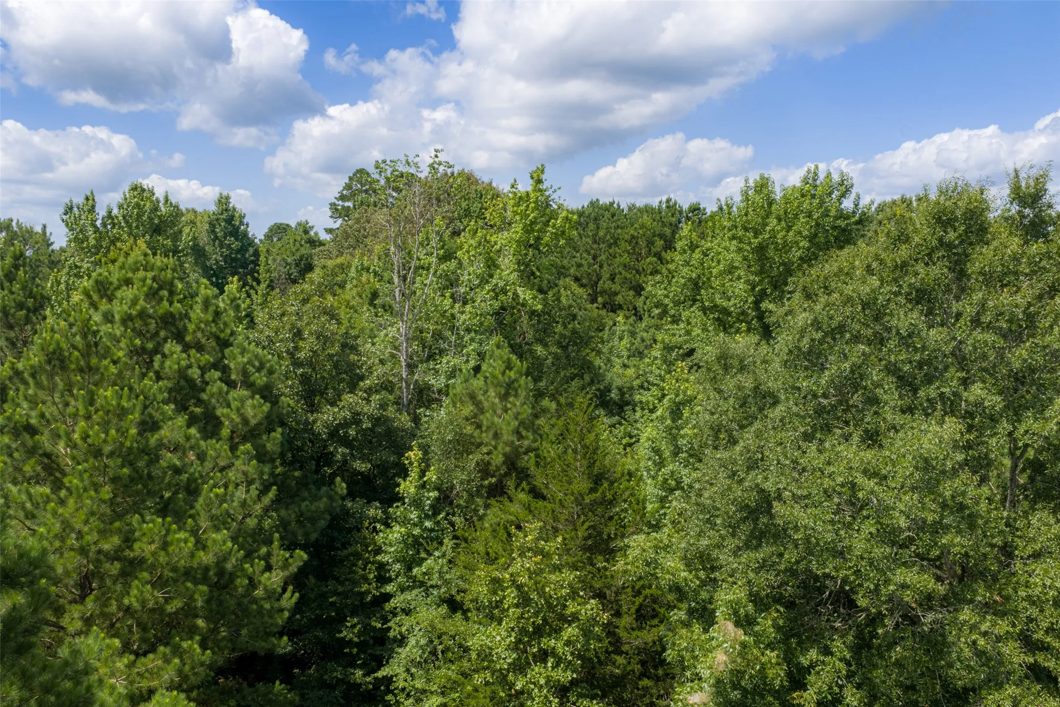Unimproved Land For Sale in Panola County , 0 CR 3154, De Berry, Texas 75639, 0, 0, Garage spaces, 0 Sqft, built in 0, mls#21334256, Real Estate Agent in De Berry, Homes For Sale in Panola county, Homes For Sale in De Berry, Realtor in De Berry Texas, Real Estate Brokerage Independent Realty Texas, Luminita Cordes Realtor