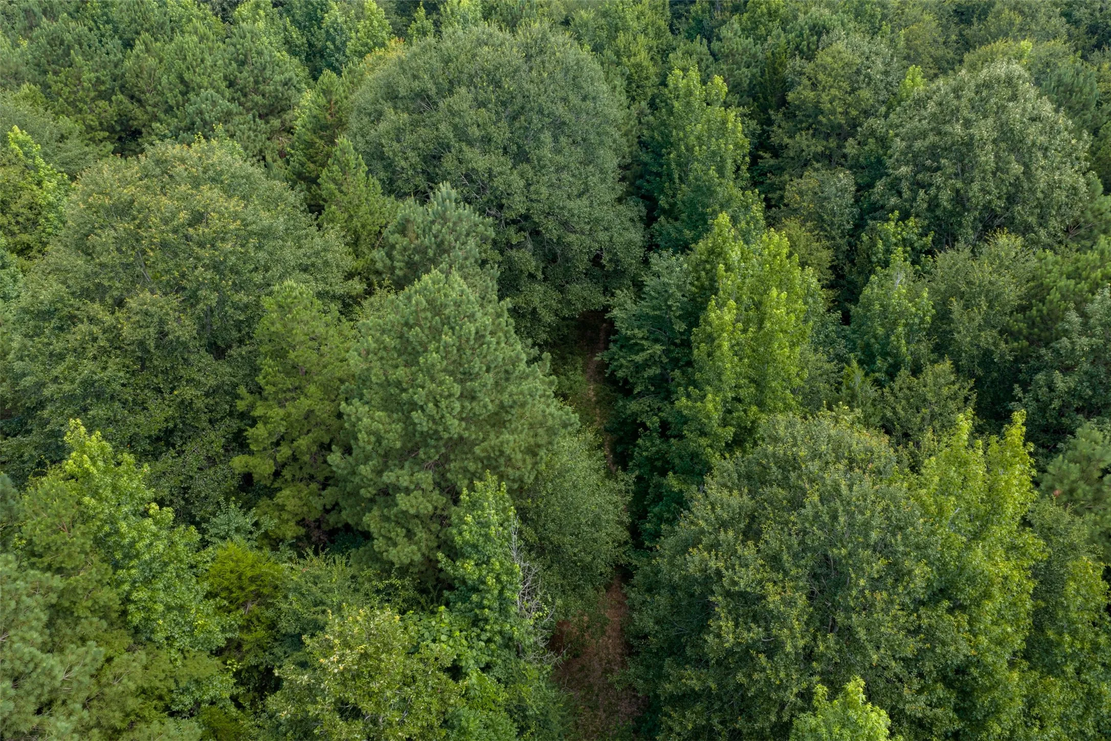 Unimproved Land For Sale in Panola County , 0 CR 3154, De Berry, Texas 75639, 0, 0, Garage spaces, 0 Sqft, built in 0, mls#21334256, Real Estate Agent in De Berry, Homes For Sale in Panola county, Homes For Sale in De Berry, Realtor in De Berry Texas, Real Estate Brokerage Independent Realty Texas, Luminita Cordes Realtor