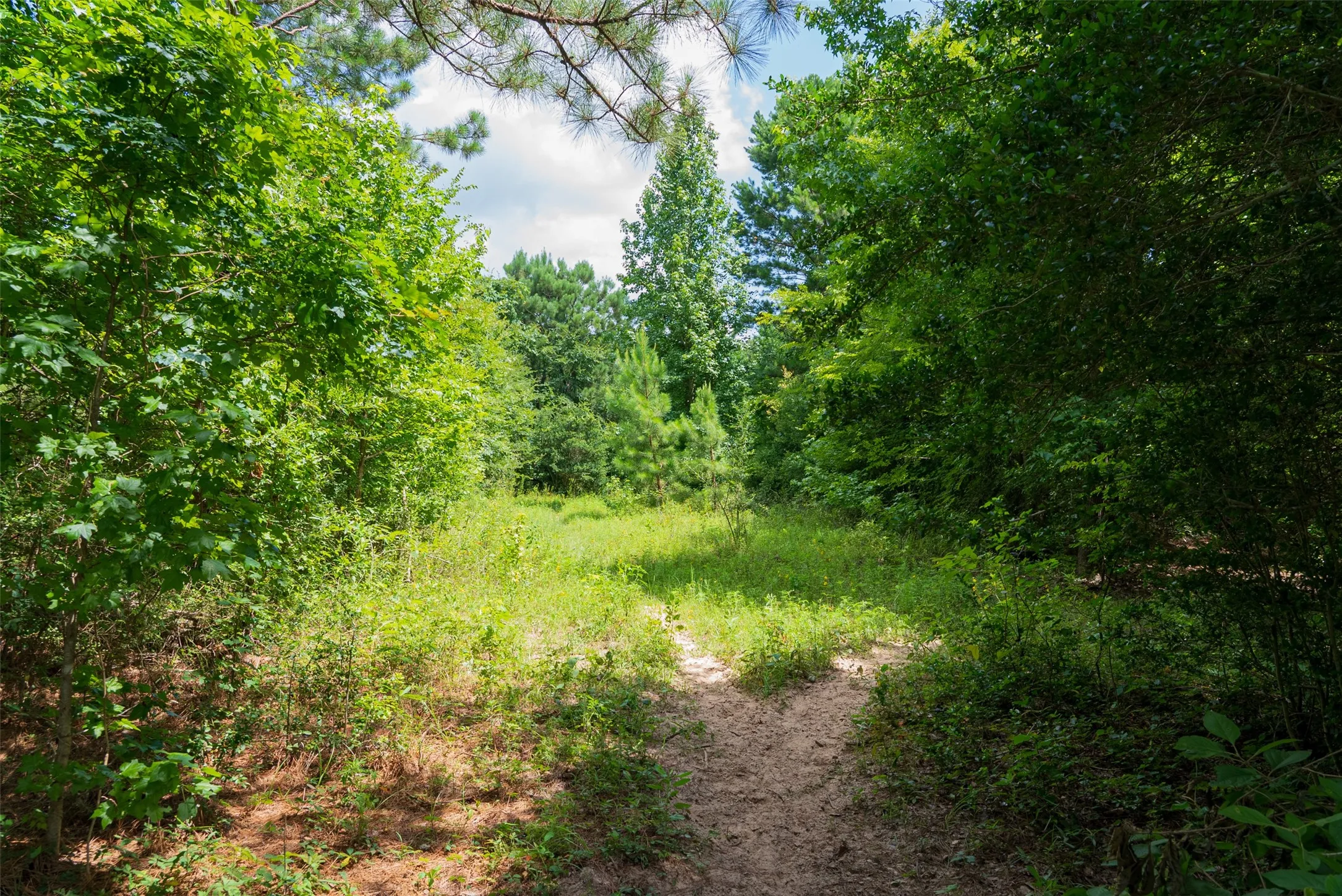 Unimproved Land For Sale in Panola County , 0 CR 3154, De Berry, Texas 75639, 0, 0, Garage spaces, 0 Sqft, built in 0, mls#21334256, Real Estate Agent in De Berry, Homes For Sale in Panola county, Homes For Sale in De Berry, Realtor in De Berry Texas, Real Estate Brokerage Independent Realty Texas, Luminita Cordes Realtor