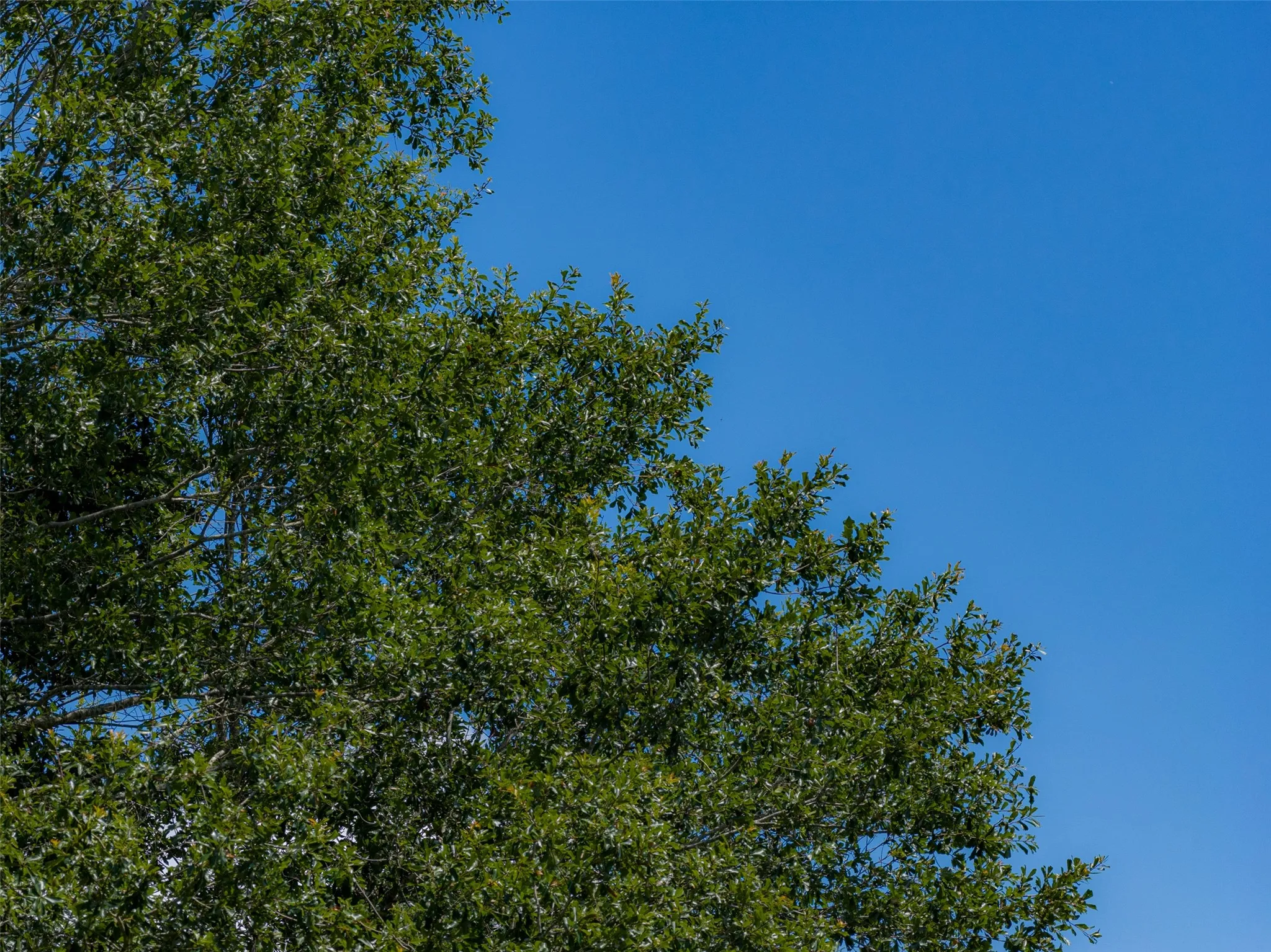 Unimproved Land For Sale in Panola County , 0 CR 3154, De Berry, Texas 75639, 0, 0, Garage spaces, 0 Sqft, built in 0, mls#21334256, Real Estate Agent in De Berry, Homes For Sale in Panola county, Homes For Sale in De Berry, Realtor in De Berry Texas, Real Estate Brokerage Independent Realty Texas, Luminita Cordes Realtor