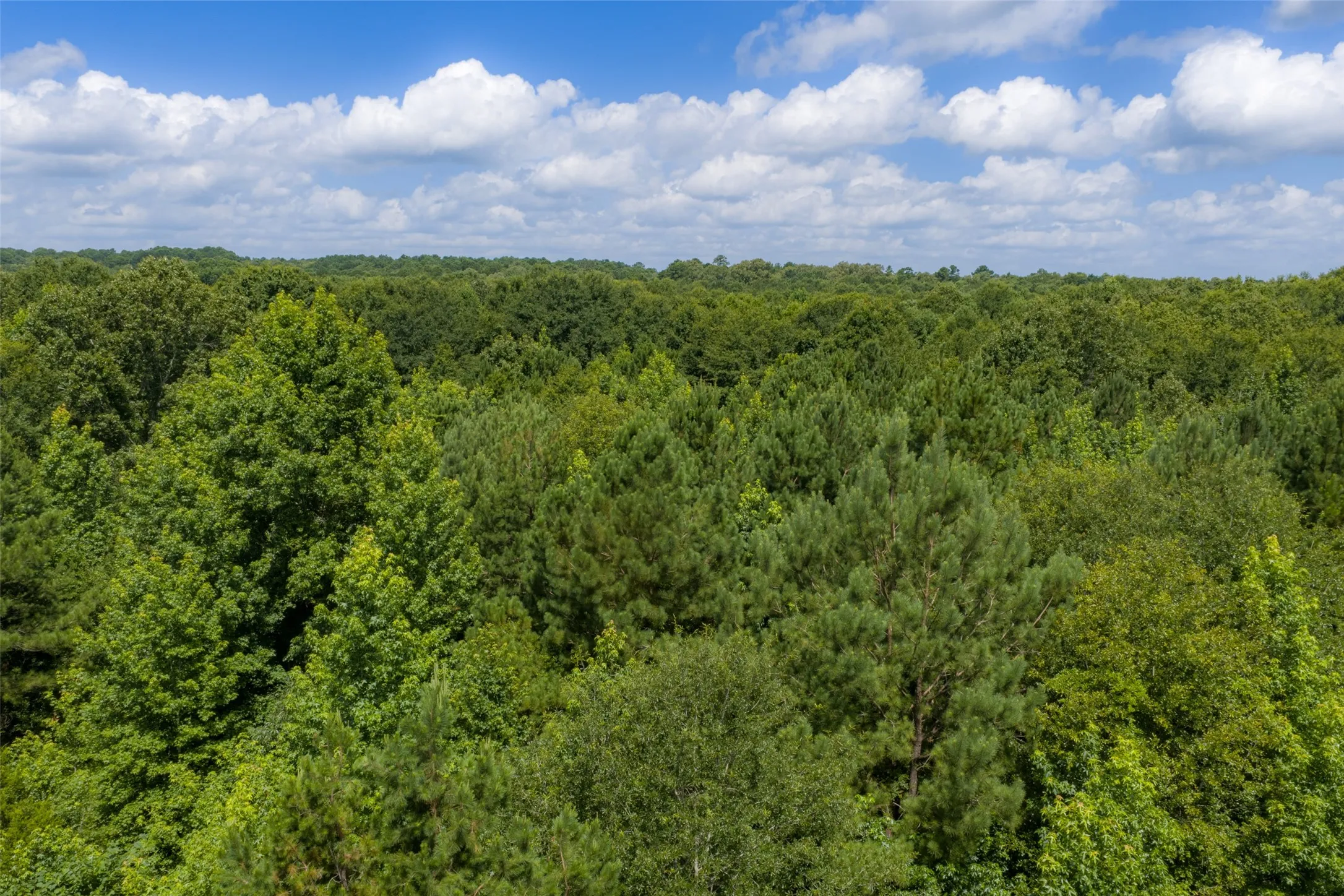 Unimproved Land For Sale in Panola County , 0 CR 3154, De Berry, Texas 75639, 0, 0, Garage spaces, 0 Sqft, built in 0, mls#21334256, Real Estate Agent in De Berry, Homes For Sale in Panola county, Homes For Sale in De Berry, Realtor in De Berry Texas, Real Estate Brokerage Independent Realty Texas, Luminita Cordes Realtor