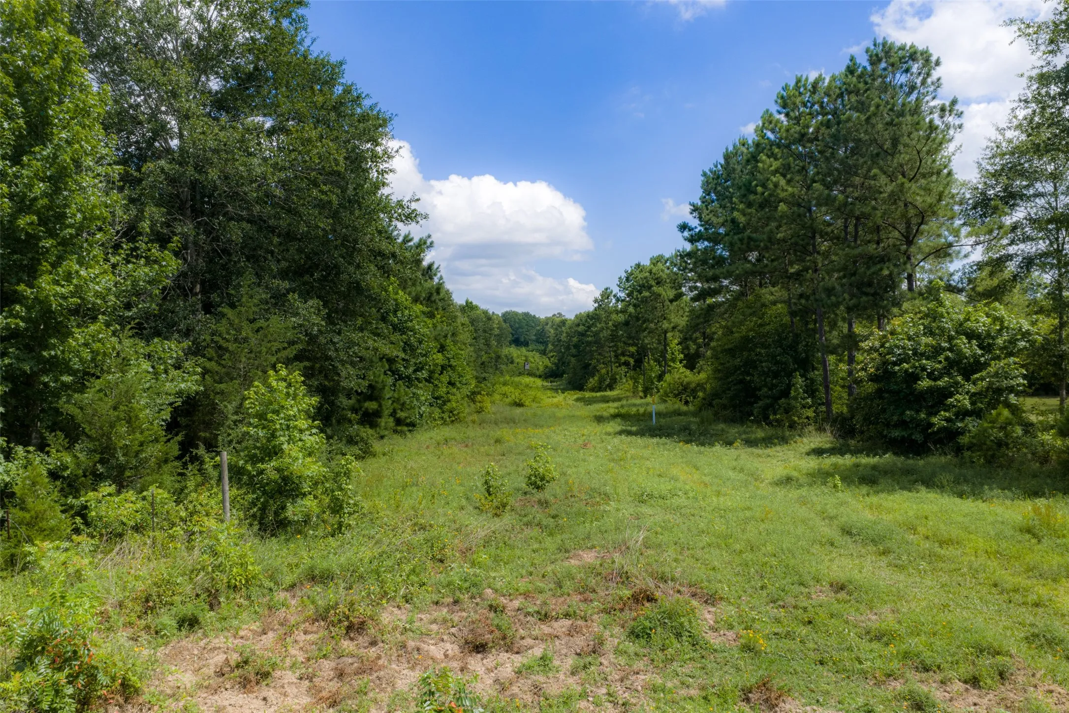 Unimproved Land For Sale in Panola County , 0 CR 3154, De Berry, Texas 75639, 0, 0, Garage spaces, 0 Sqft, built in 0, mls#21334256, Real Estate Agent in De Berry, Homes For Sale in Panola county, Homes For Sale in De Berry, Realtor in De Berry Texas, Real Estate Brokerage Independent Realty Texas, Luminita Cordes Realtor