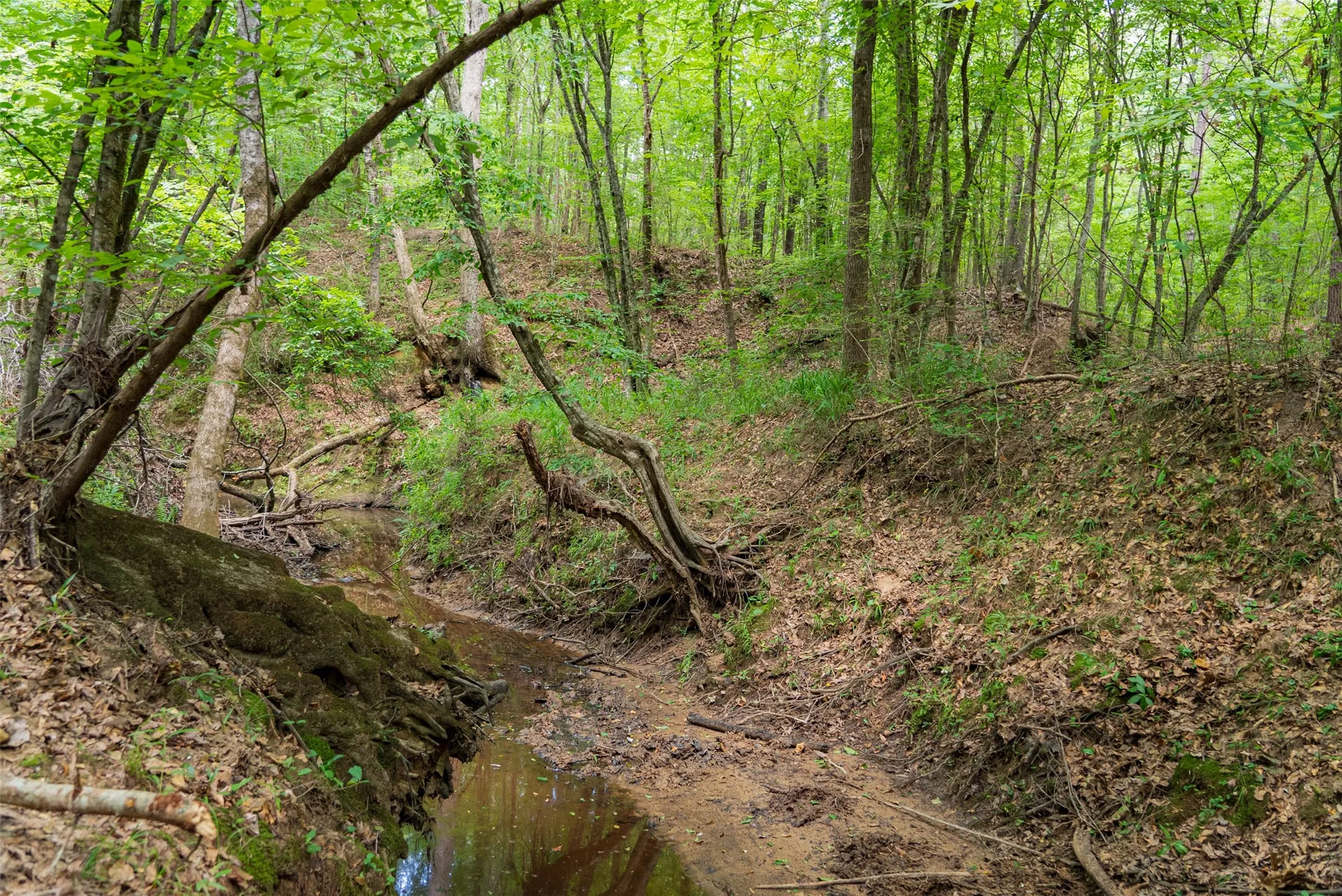Unimproved Land For Sale in Panola County , 0 CR 3154, De Berry, Texas 75639, 0, 0, Garage spaces, 0 Sqft, built in 0, mls#21334256, Real Estate Agent in De Berry, Homes For Sale in Panola county, Homes For Sale in De Berry, Realtor in De Berry Texas, Real Estate Brokerage Independent Realty Texas, Luminita Cordes Realtor