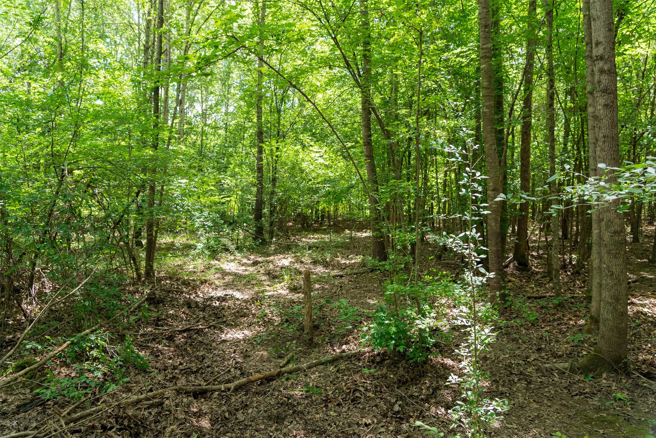 Unimproved Land For Sale in Panola County , 0 CR 3154, De Berry, Texas 75639, 0, 0, Garage spaces, 0 Sqft, built in 0, mls#21334256, Real Estate Agent in De Berry, Homes For Sale in Panola county, Homes For Sale in De Berry, Realtor in De Berry Texas, Real Estate Brokerage Independent Realty Texas, Luminita Cordes Realtor