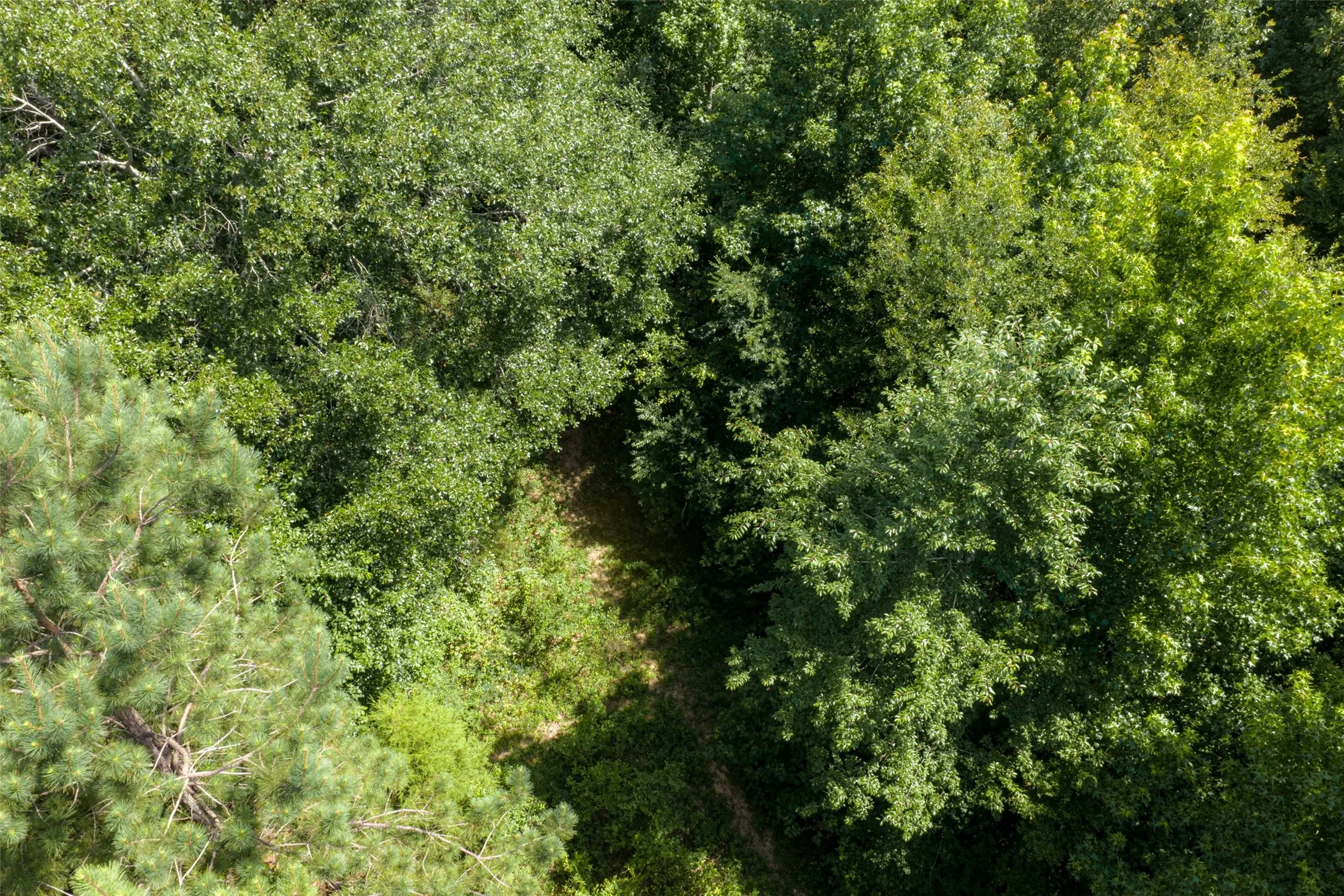Unimproved Land For Sale in Panola County , 0 CR 3154, De Berry, Texas 75639, 0, 0, Garage spaces, 0 Sqft, built in 0, mls#21334256, Real Estate Agent in De Berry, Homes For Sale in Panola county, Homes For Sale in De Berry, Realtor in De Berry Texas, Real Estate Brokerage Independent Realty Texas, Luminita Cordes Realtor