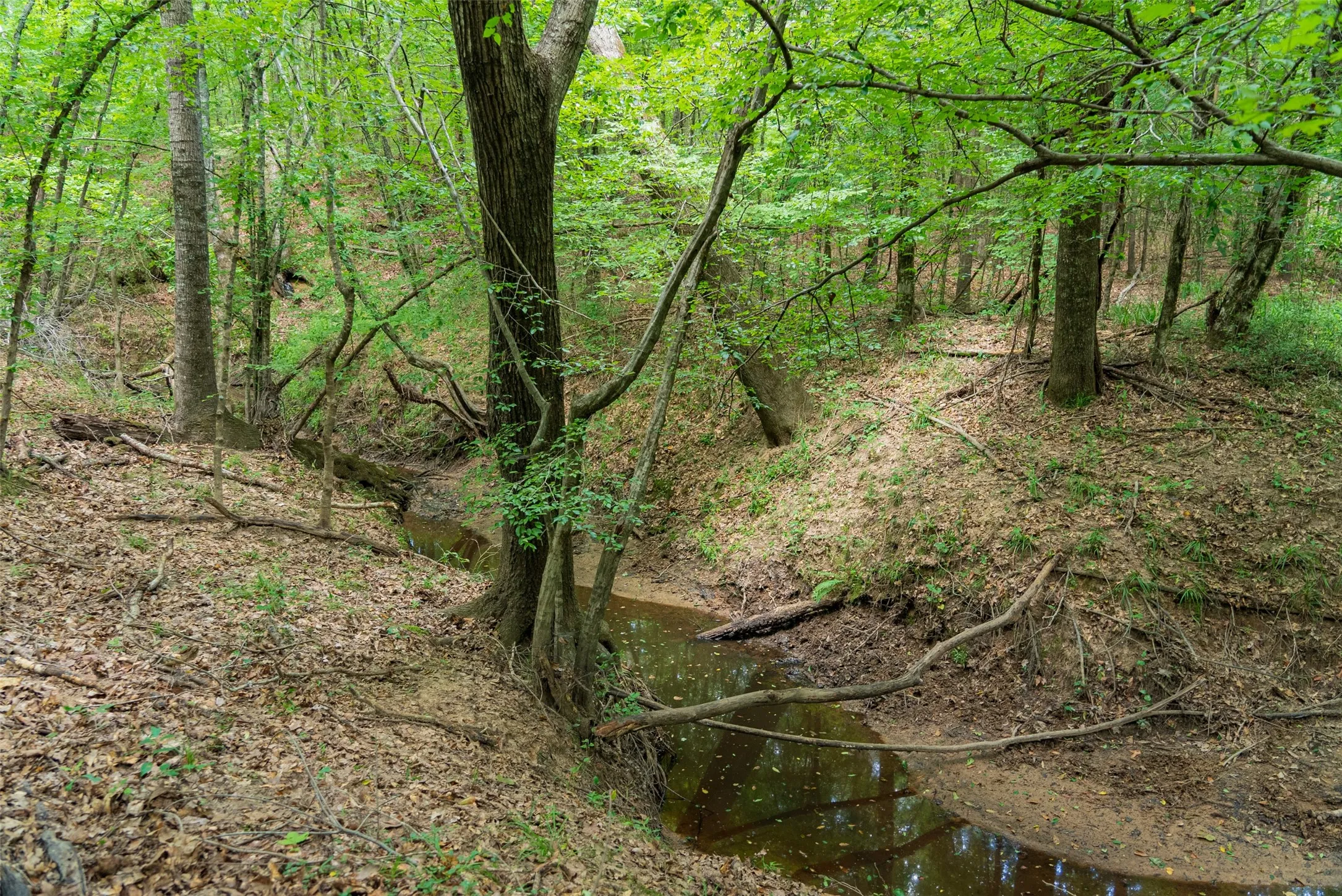 Unimproved Land For Sale in Panola County , 0 CR 3154, De Berry, Texas 75639, 0, 0, Garage spaces, 0 Sqft, built in 0, mls#21334256, Real Estate Agent in De Berry, Homes For Sale in Panola county, Homes For Sale in De Berry, Realtor in De Berry Texas, Real Estate Brokerage Independent Realty Texas, Luminita Cordes Realtor