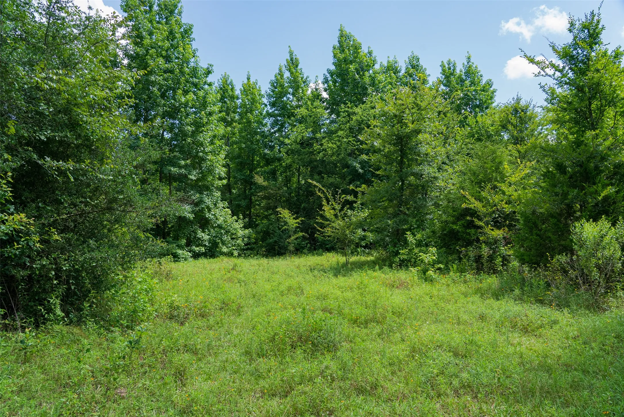 Unimproved Land For Sale in Panola County , 0 CR 3154, De Berry, Texas 75639, 0, 0, Garage spaces, 0 Sqft, built in 0, mls#21334256, Real Estate Agent in De Berry, Homes For Sale in Panola county, Homes For Sale in De Berry, Realtor in De Berry Texas, Real Estate Brokerage Independent Realty Texas, Luminita Cordes Realtor