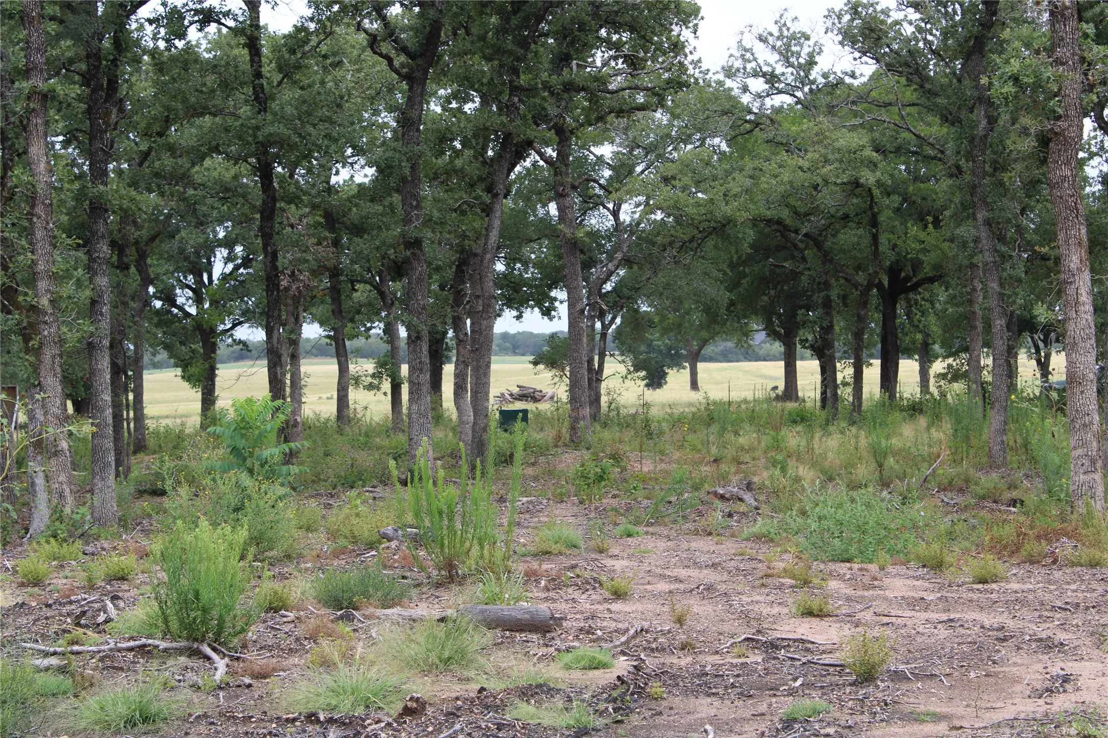 Looking towards the road