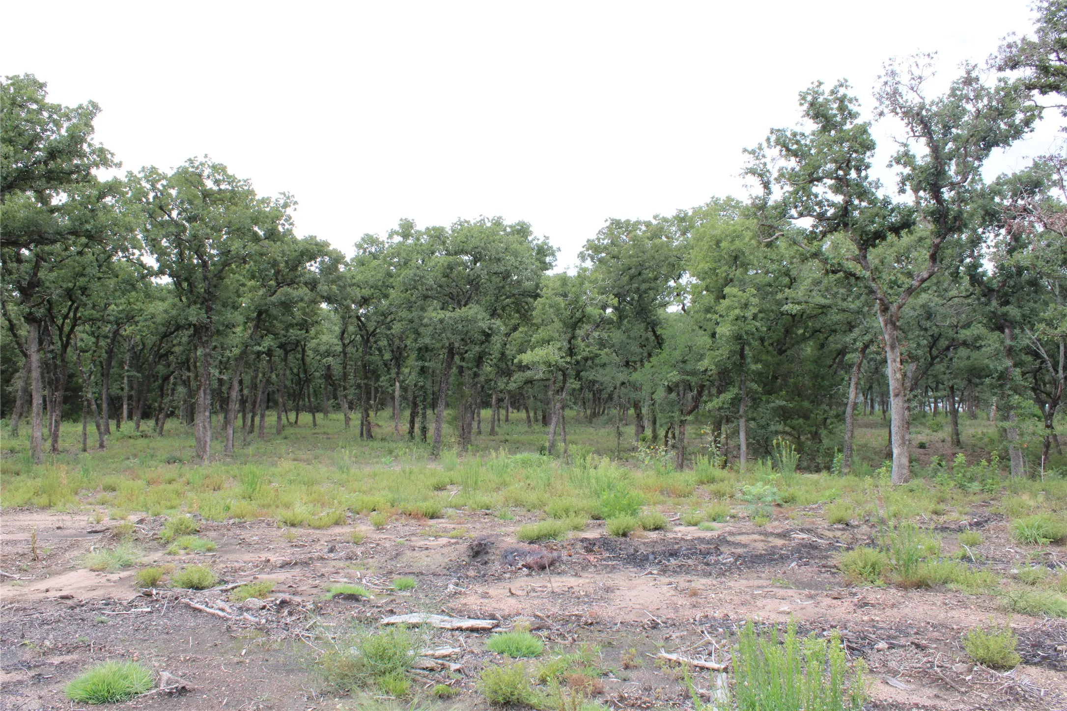 Trees cleared for house