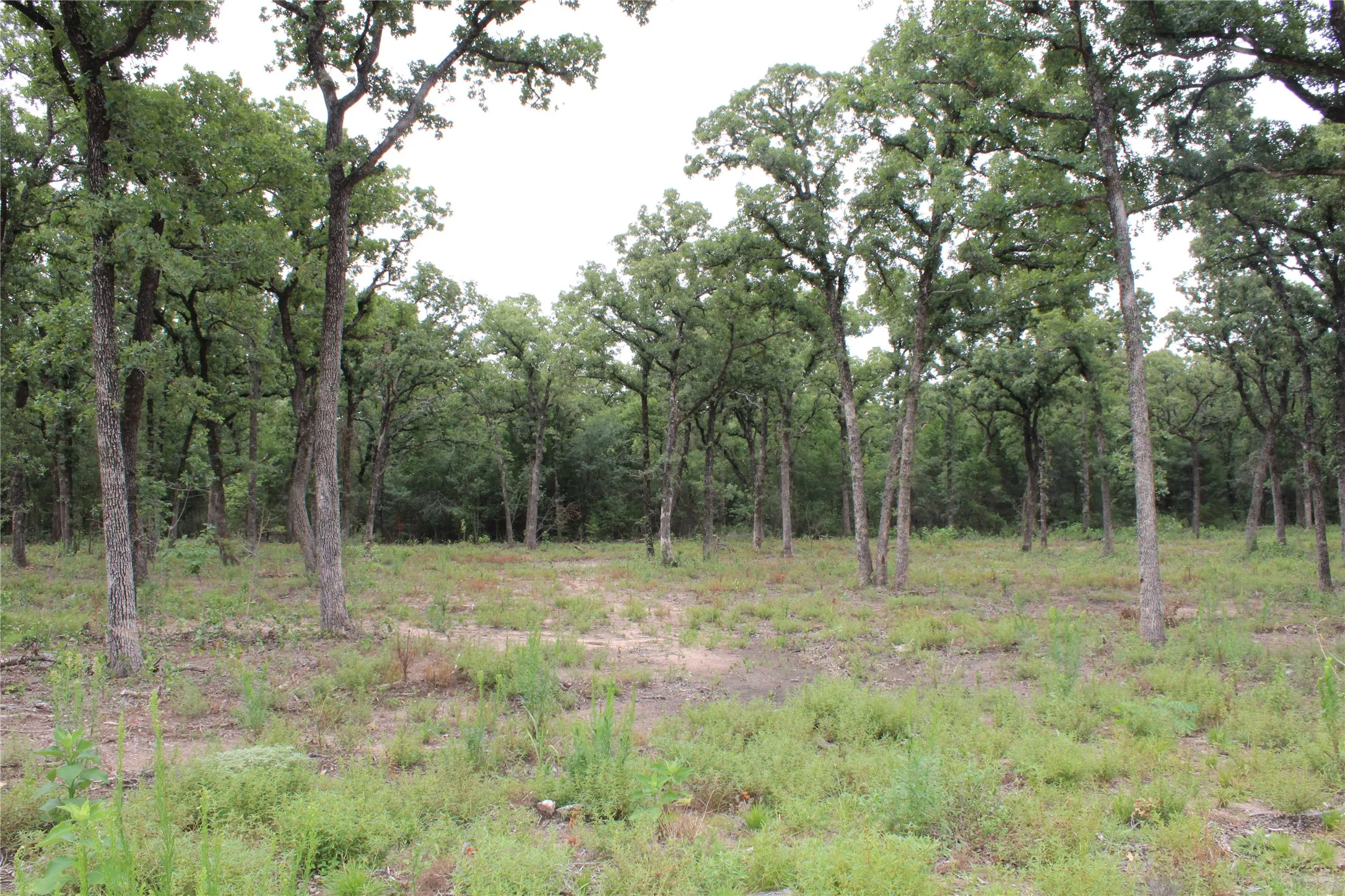 Looking from cleared area to back of property