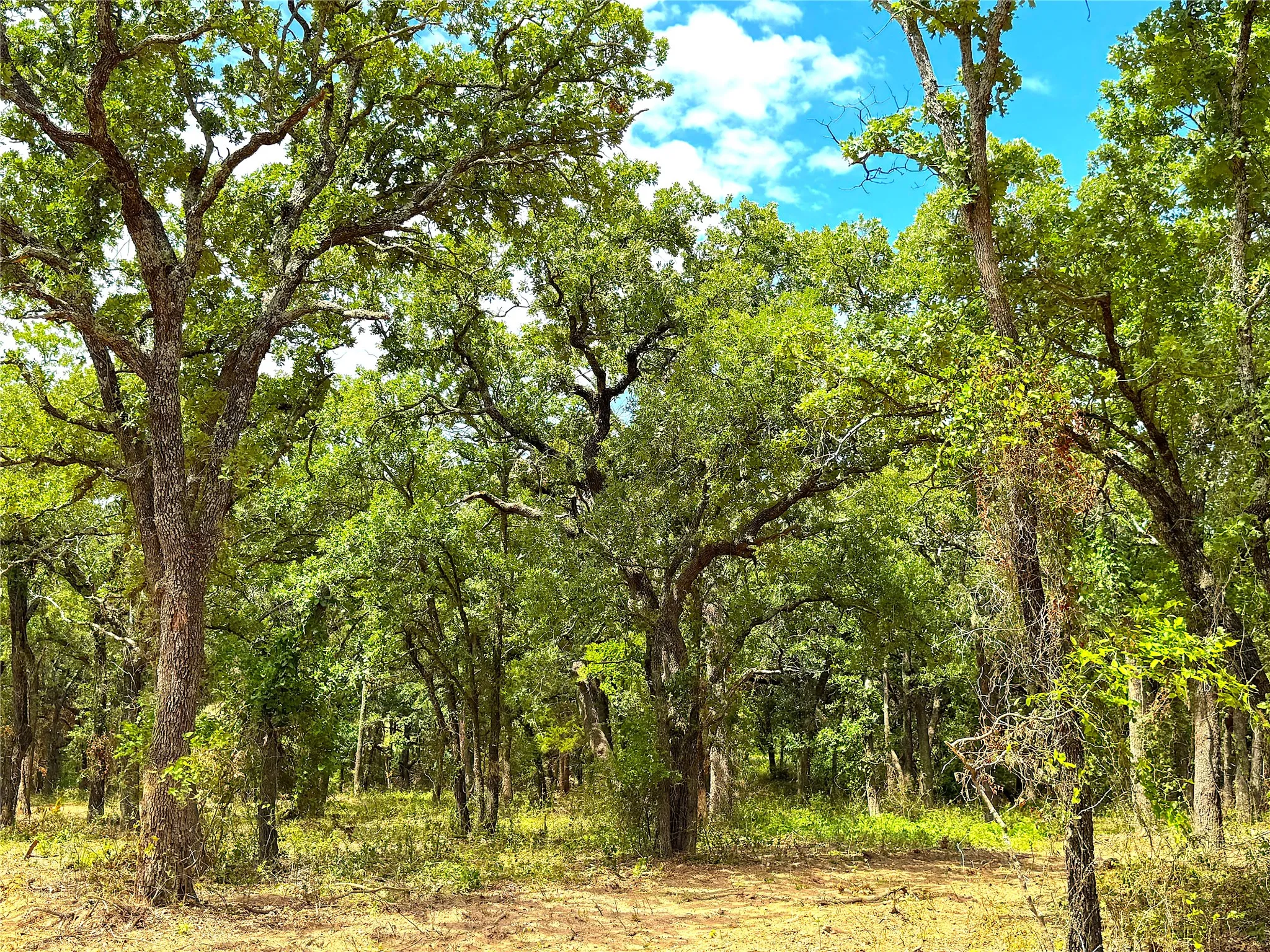 Unimproved Land For Sale in Parker County , TBD Turpin Lake Road, Poolville, Texas 76487, 0, 0, Garage spaces, 0 Sqft, built in 0, mls#21334441, Real Estate Agent in Poolville, Homes For Sale in Parker county, Homes For Sale in Poolville, Realtor in Poolville Texas, Real Estate Brokerage Independent Realty Texas, Luminita Cordes Realtor