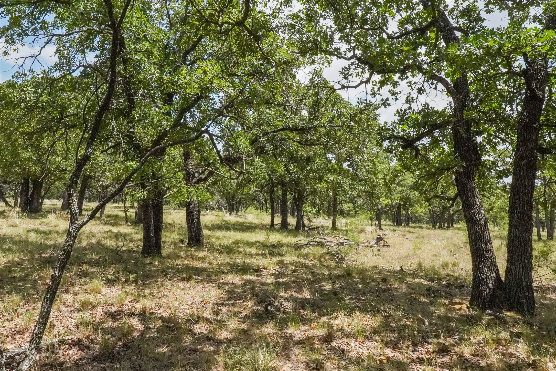 Unimproved Land For Sale in Jack County , 16.5 Acres Burwick Road, Jacksboro, Texas 76458, 0, 0, Garage spaces, 0 Sqft, built in 0, Price $264,000, mls#21334663, Real Estate Agent in Jacksboro, Homes For Sale in Jack county, Homes For Sale in Jacksboro, Realtor in Jacksboro Texas, Real Estate Brokerage Independent Realty Texas, Luminita Cordes Realtor