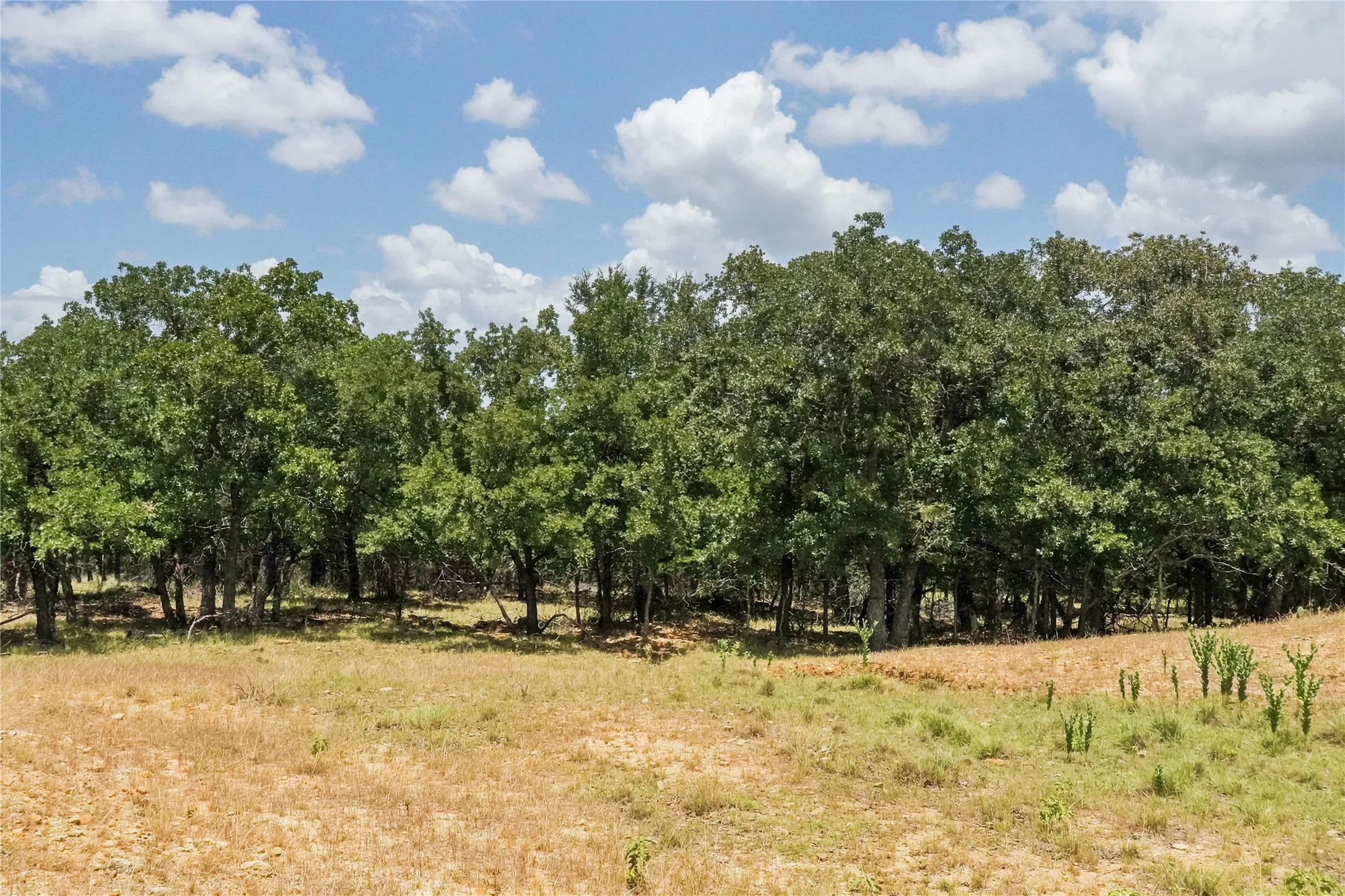 Unimproved Land For Sale in Jack County , 16.5 Acres Burwick Road, Jacksboro, Texas 76458, 0, 0, Garage spaces, 0 Sqft, built in 0, Price $264,000, mls#21334663, Real Estate Agent in Jacksboro, Homes For Sale in Jack county, Homes For Sale in Jacksboro, Realtor in Jacksboro Texas, Real Estate Brokerage Independent Realty Texas, Luminita Cordes Realtor