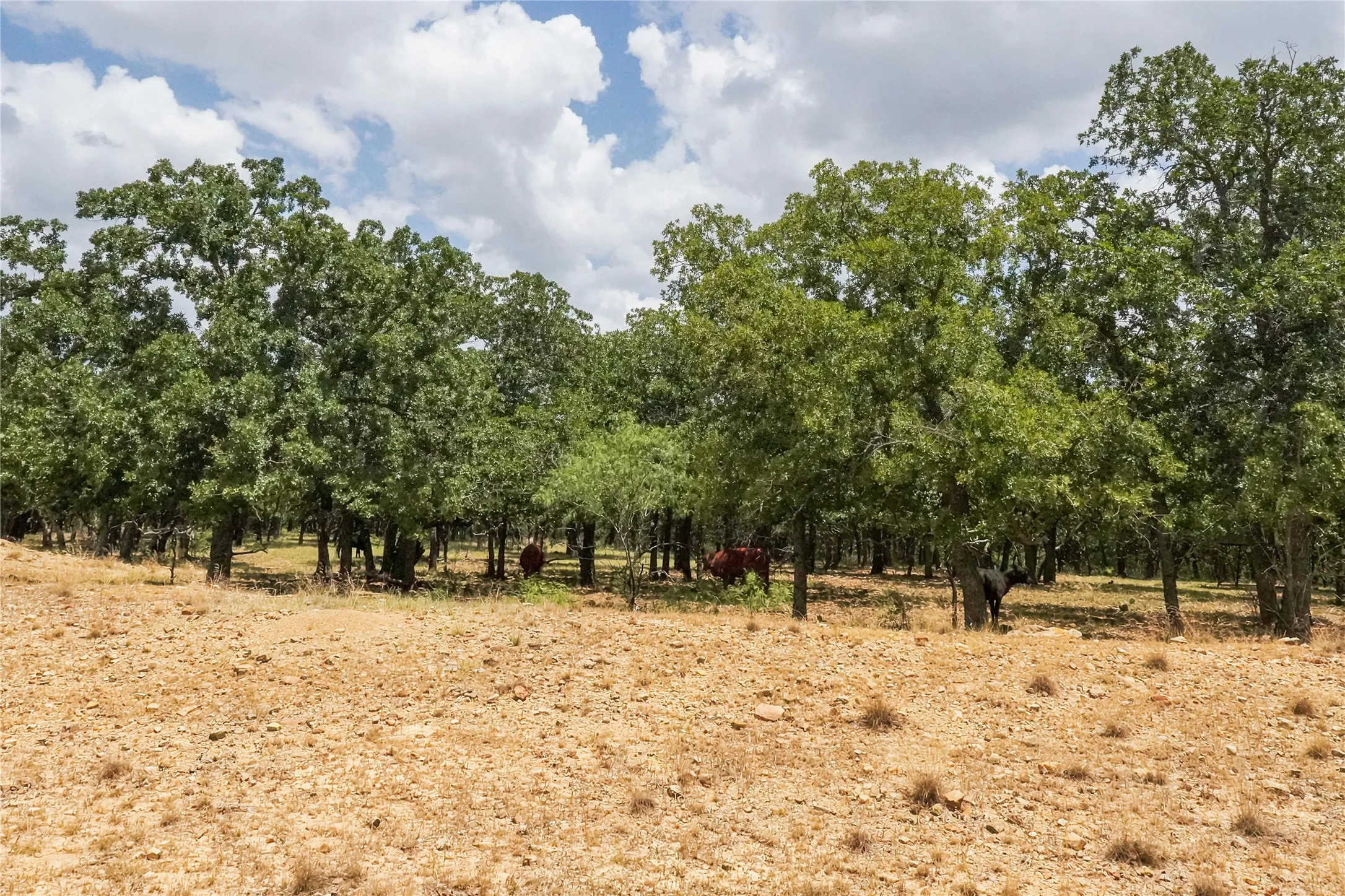 Unimproved Land For Sale in Jack County , 16.5 Acres Burwick Road, Jacksboro, Texas 76458, 0, 0, Garage spaces, 0 Sqft, built in 0, Price $264,000, mls#21334663, Real Estate Agent in Jacksboro, Homes For Sale in Jack county, Homes For Sale in Jacksboro, Realtor in Jacksboro Texas, Real Estate Brokerage Independent Realty Texas, Luminita Cordes Realtor