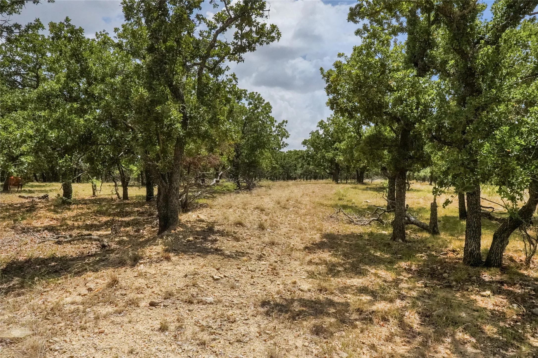 Unimproved Land For Sale in Jack County , 16.5 Acres Burwick Road, Jacksboro, Texas 76458, 0, 0, Garage spaces, 0 Sqft, built in 0, Price $264,000, mls#21334663, Real Estate Agent in Jacksboro, Homes For Sale in Jack county, Homes For Sale in Jacksboro, Realtor in Jacksboro Texas, Real Estate Brokerage Independent Realty Texas, Luminita Cordes Realtor