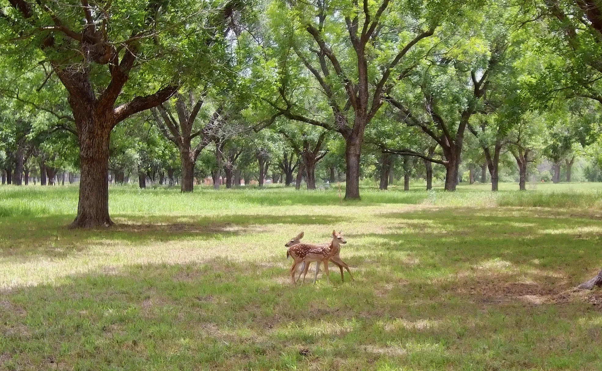 Unimproved Land For Sale in Hood County , 2161 E Landings N, Granbury, Texas 76049, 0, 0, Garage spaces, 0 Sqft, built in 0, mls#21333927, Real Estate Agent in Granbury, Homes For Sale in Hood county, Homes For Sale in Granbury, Realtor in Granbury Texas, Real Estate Brokerage Independent Realty Texas, Luminita Cordes Realtor
