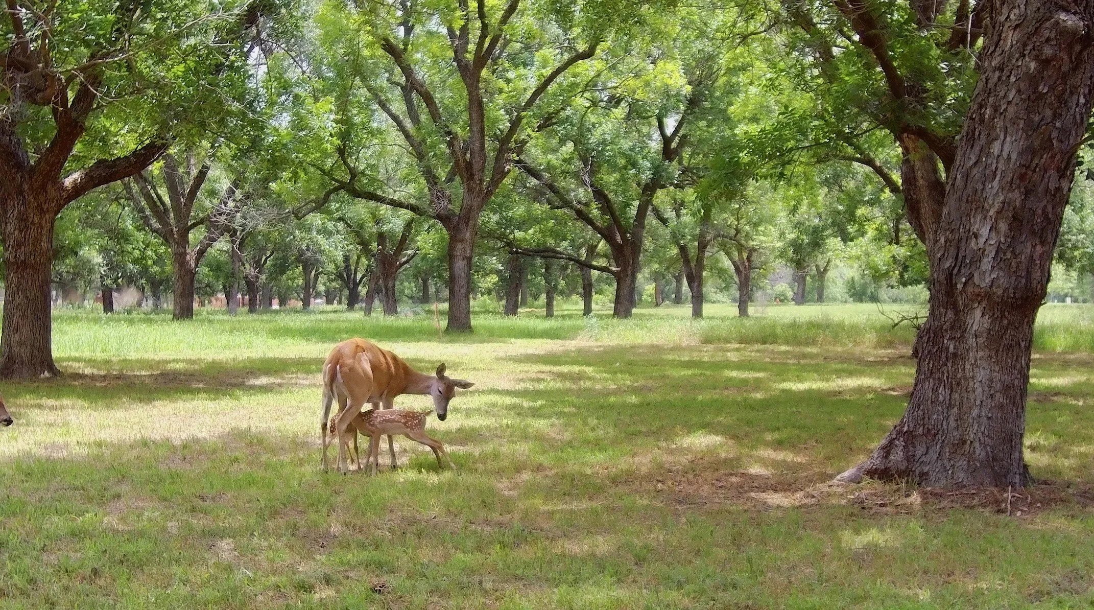 Unimproved Land For Sale in Hood County , 2161 E Landings N, Granbury, Texas 76049, 0, 0, Garage spaces, 0 Sqft, built in 0, mls#21333927, Real Estate Agent in Granbury, Homes For Sale in Hood county, Homes For Sale in Granbury, Realtor in Granbury Texas, Real Estate Brokerage Independent Realty Texas, Luminita Cordes Realtor