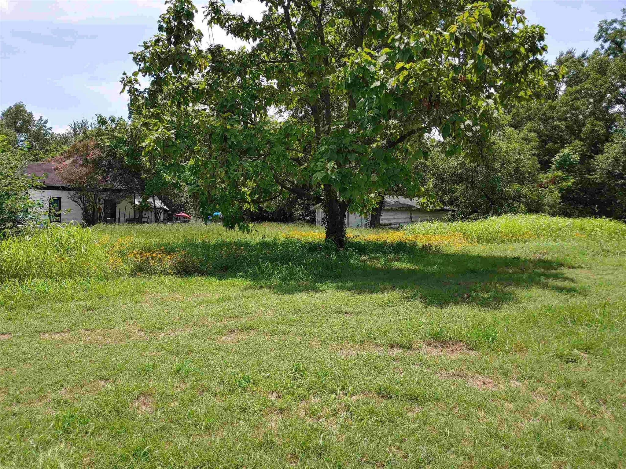 Expansive grassy area with mature trees and​​‌​​​​‌​​‌‌​‌‌​​​‌‌​‌​‌​‌​​​‌​​ grass