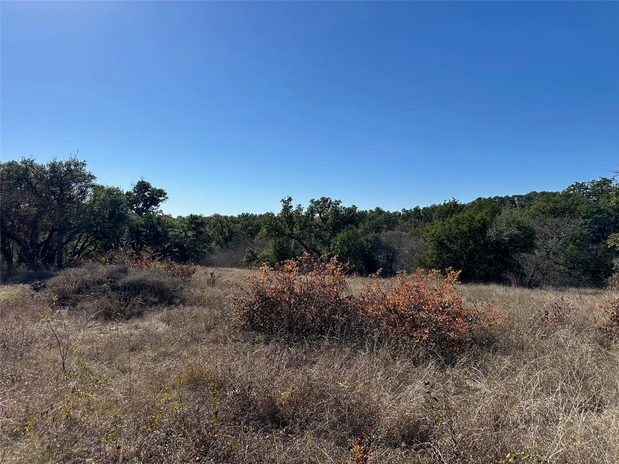 Expansive undeveloped lot featuring diverse natural vegetation, mature tree lines, and a clear sky