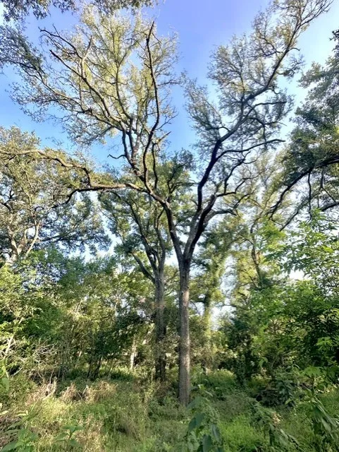 Ranch For Sale in Falls County , TBD Cr 120, Marlin, Texas 76661, 0, 0, Garage spaces, 0 Sqft, built in 0, Price $348,500, mls#21319397, Real Estate Agent in Marlin, Homes For Sale in Falls county, Homes For Sale in Marlin, Realtor in Marlin Texas, Real Estate Brokerage Independent Realty Texas, Luminita Cordes Realtor