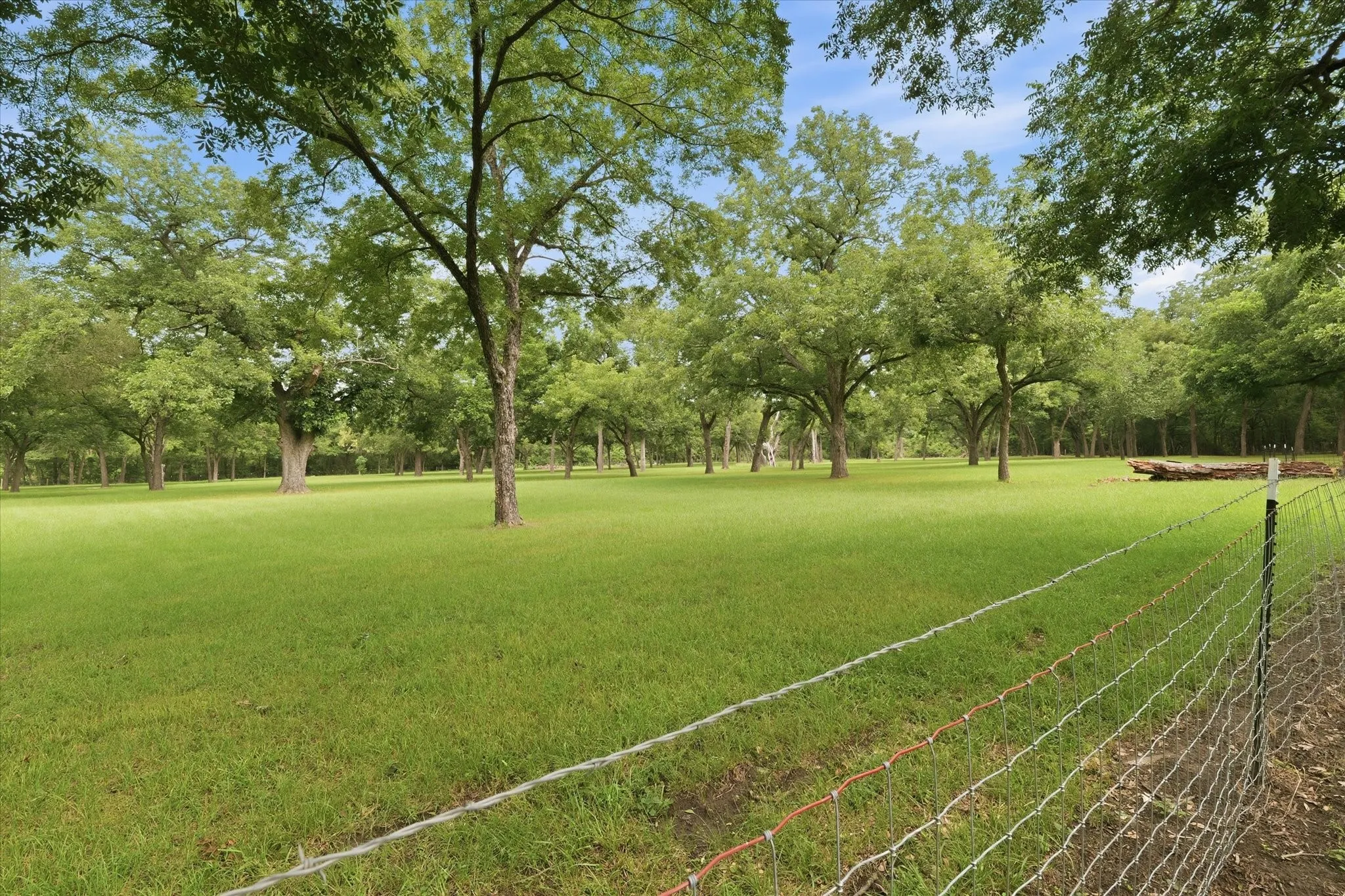 Pecan Orchard