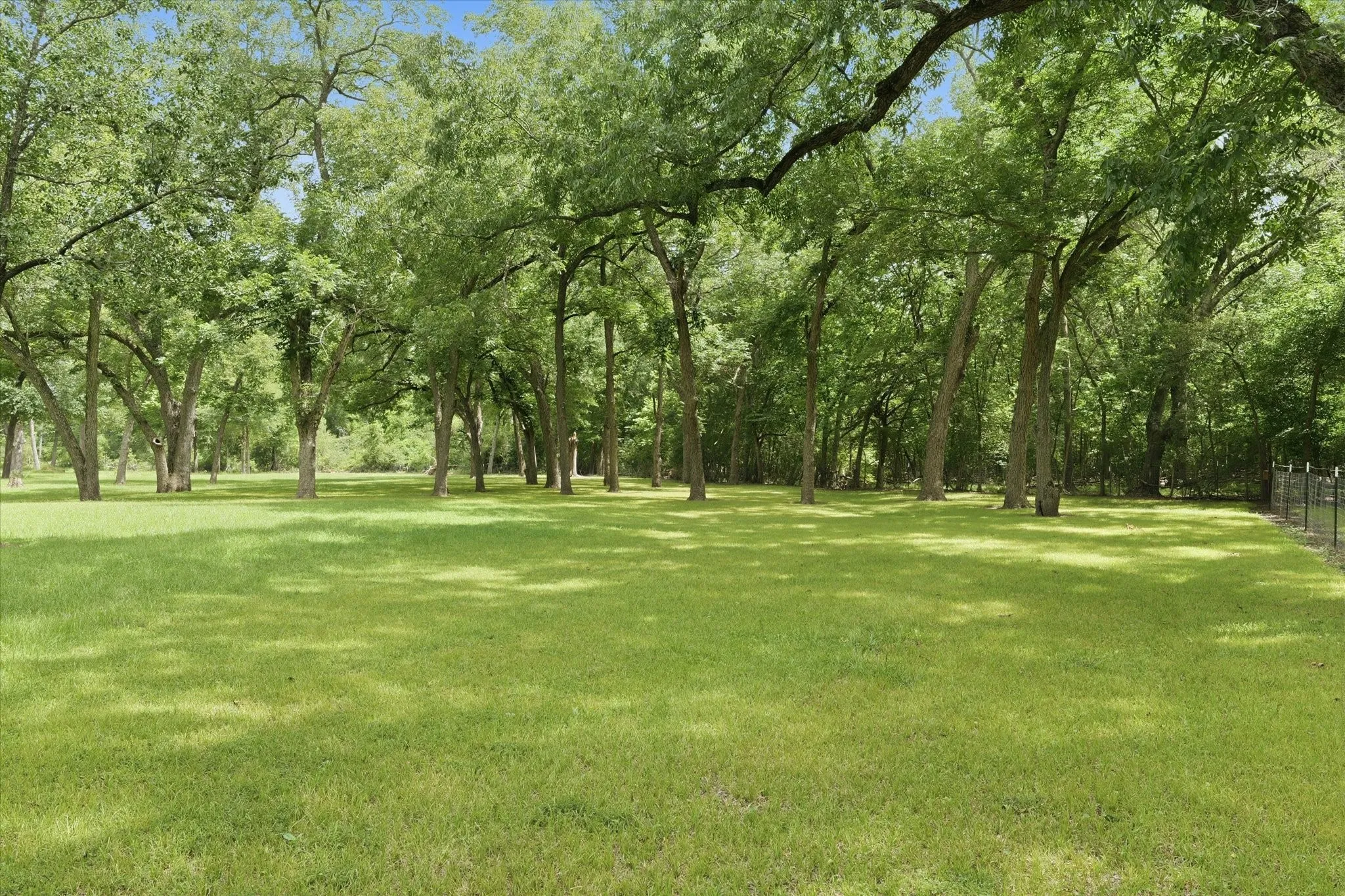 Pecan Orchard