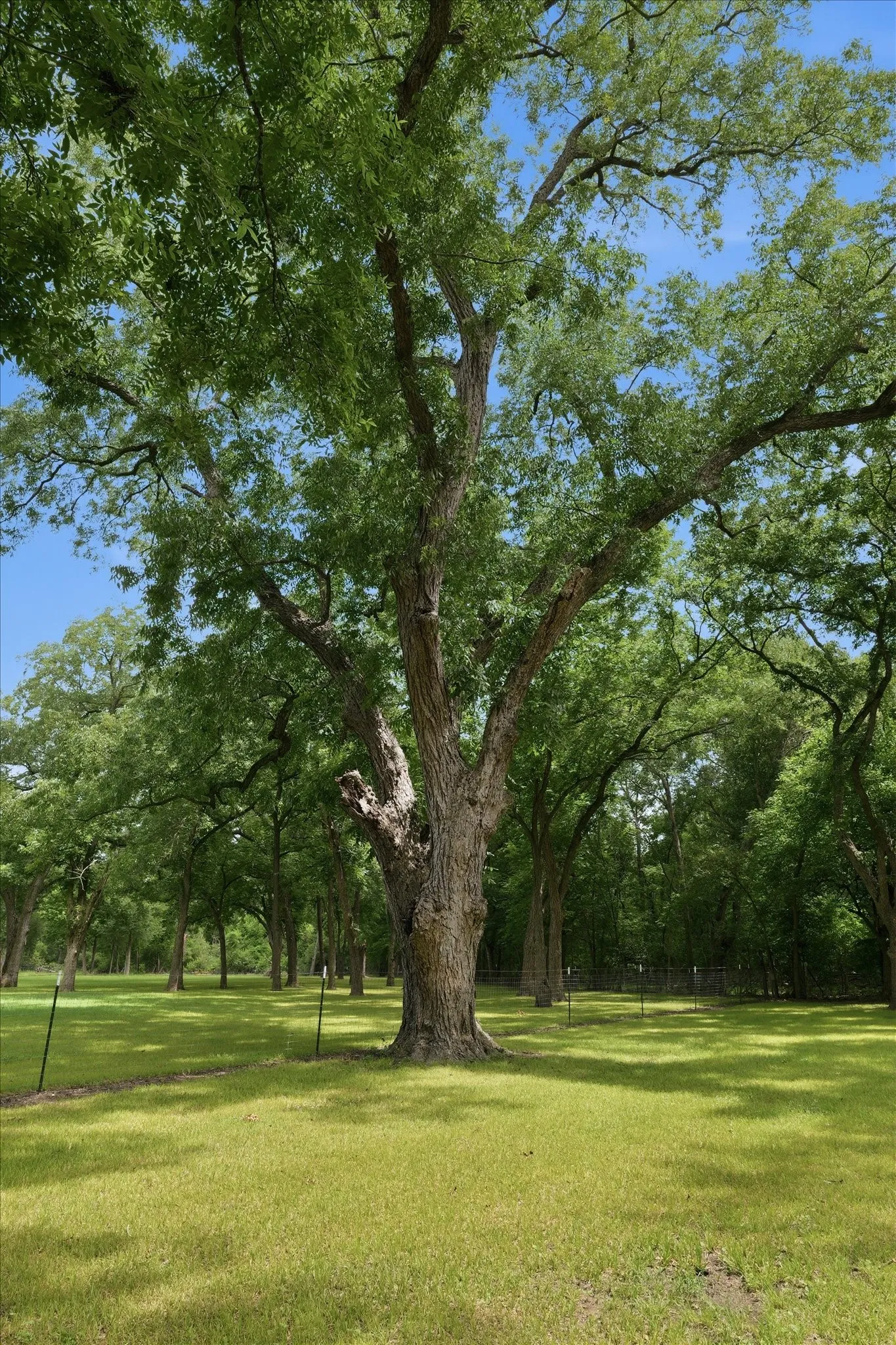 Mobile Home For Sale in Limestone County , 4258 Highway 164 E, Groesbeck, Texas 76642, 3 Bedroom, 2 Bathroom, Garage spaces, 1,440 Sqft, built in 2009, mls#21335002, Real Estate Agent in Groesbeck, Homes For Sale in Limestone county, Homes For Sale in Groesbeck, Realtor in Groesbeck Texas, Real Estate Brokerage Independent Realty Texas, Luminita Cordes Realtor