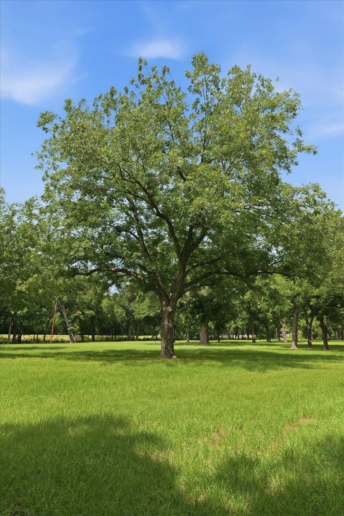 Mobile Home For Sale in Limestone County , 4258 Highway 164 E, Groesbeck, Texas 76642, 3 Bedroom, 2 Bathroom, Garage spaces, 1,440 Sqft, built in 2009, mls#21335002, Real Estate Agent in Groesbeck, Homes For Sale in Limestone county, Homes For Sale in Groesbeck, Realtor in Groesbeck Texas, Real Estate Brokerage Independent Realty Texas, Luminita Cordes Realtor
