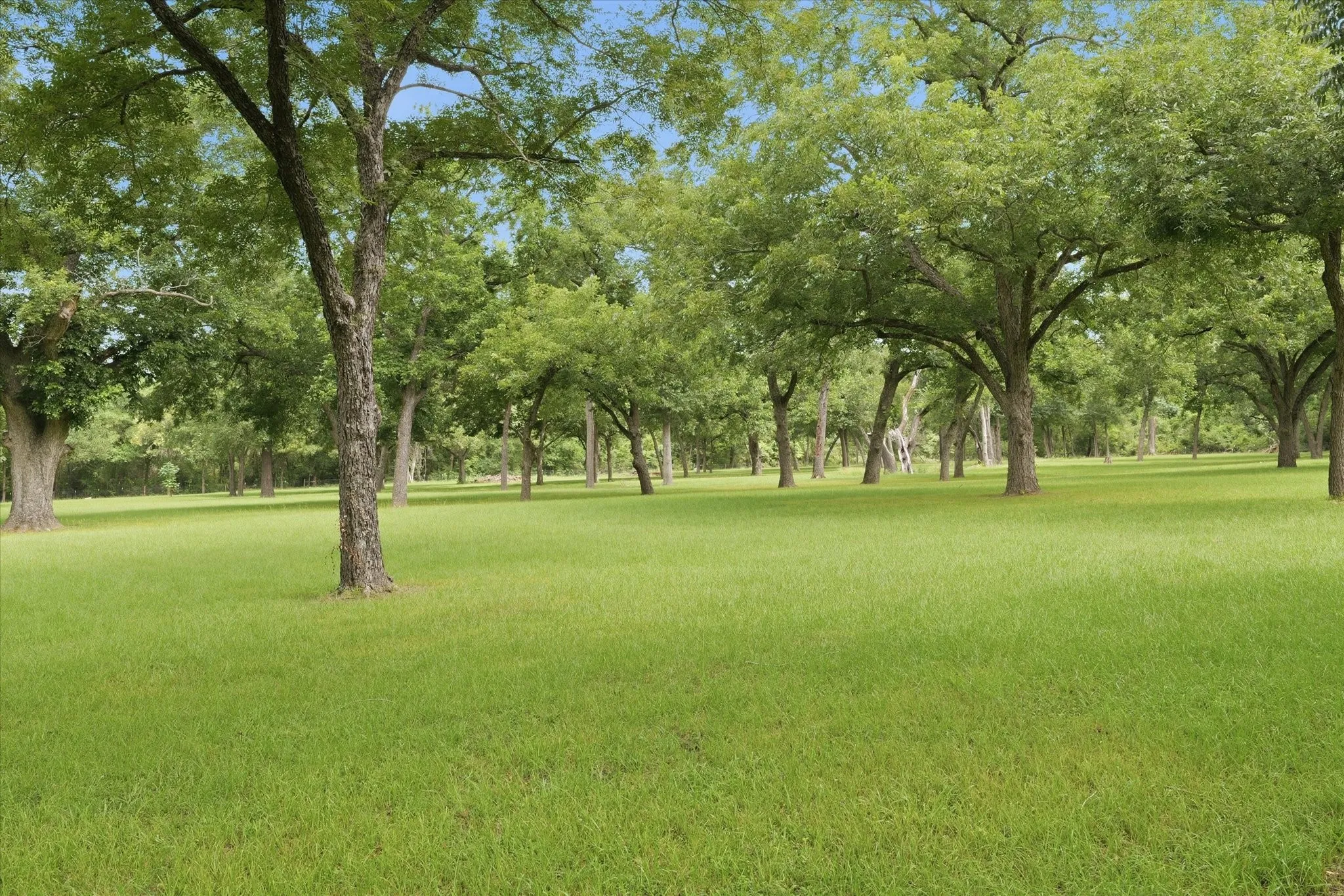 Pecan Orchard