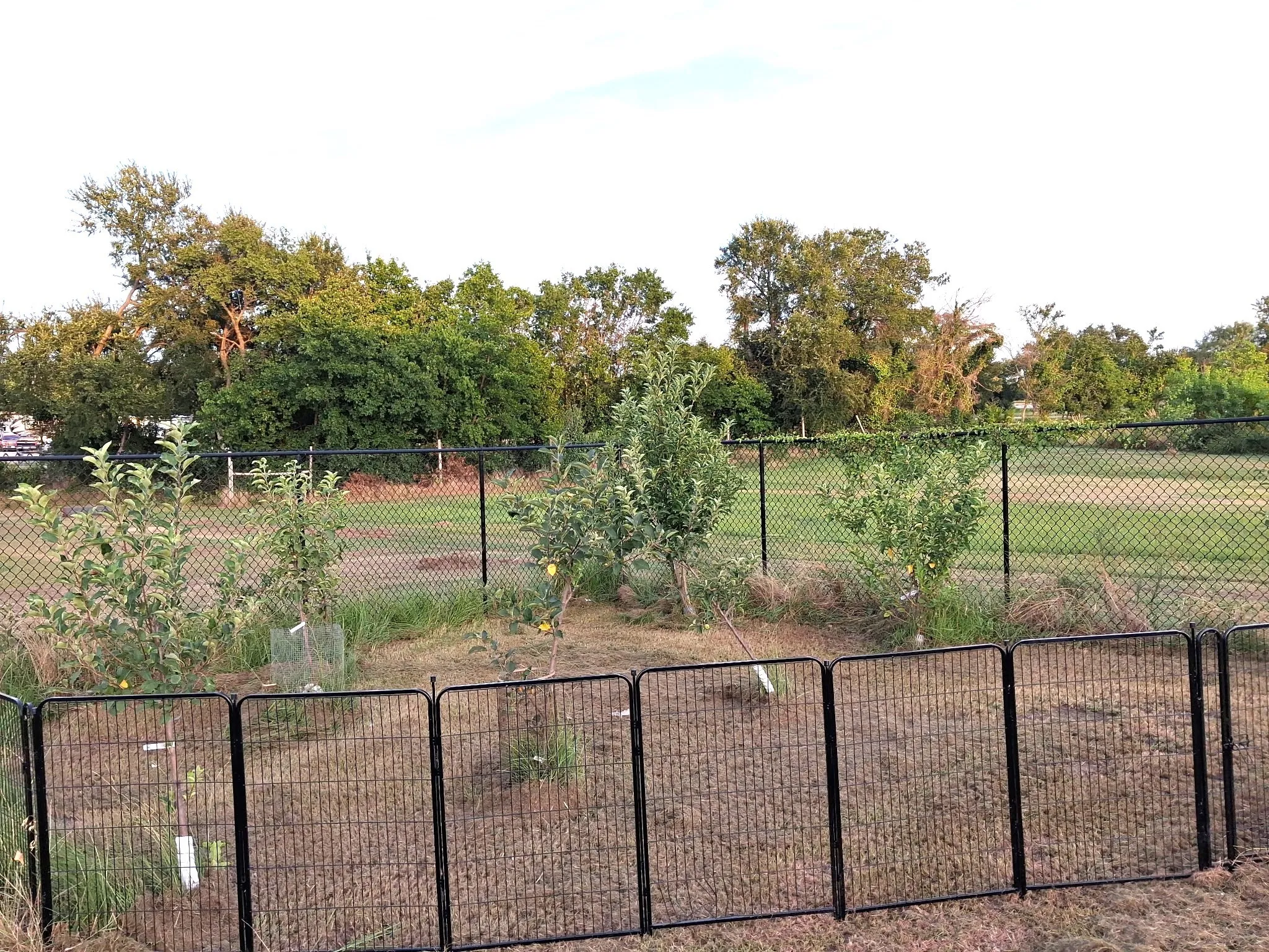 Beautiful Orchard